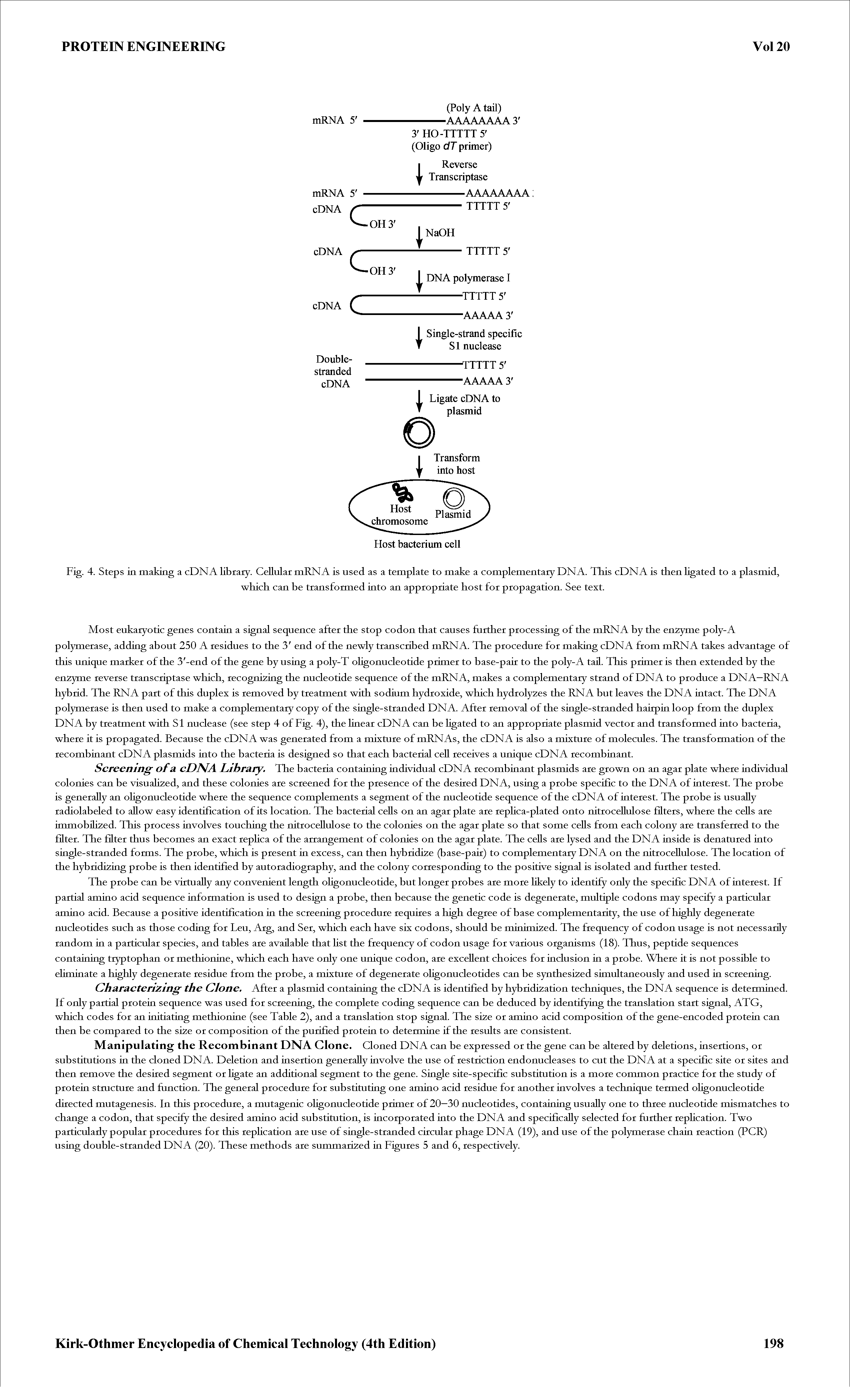 Fig. 4. Steps in making a cDNA library. Cellular mRNA is used as a template to make a complementary DNA. This cDNA is then ligated to a plasmid,...