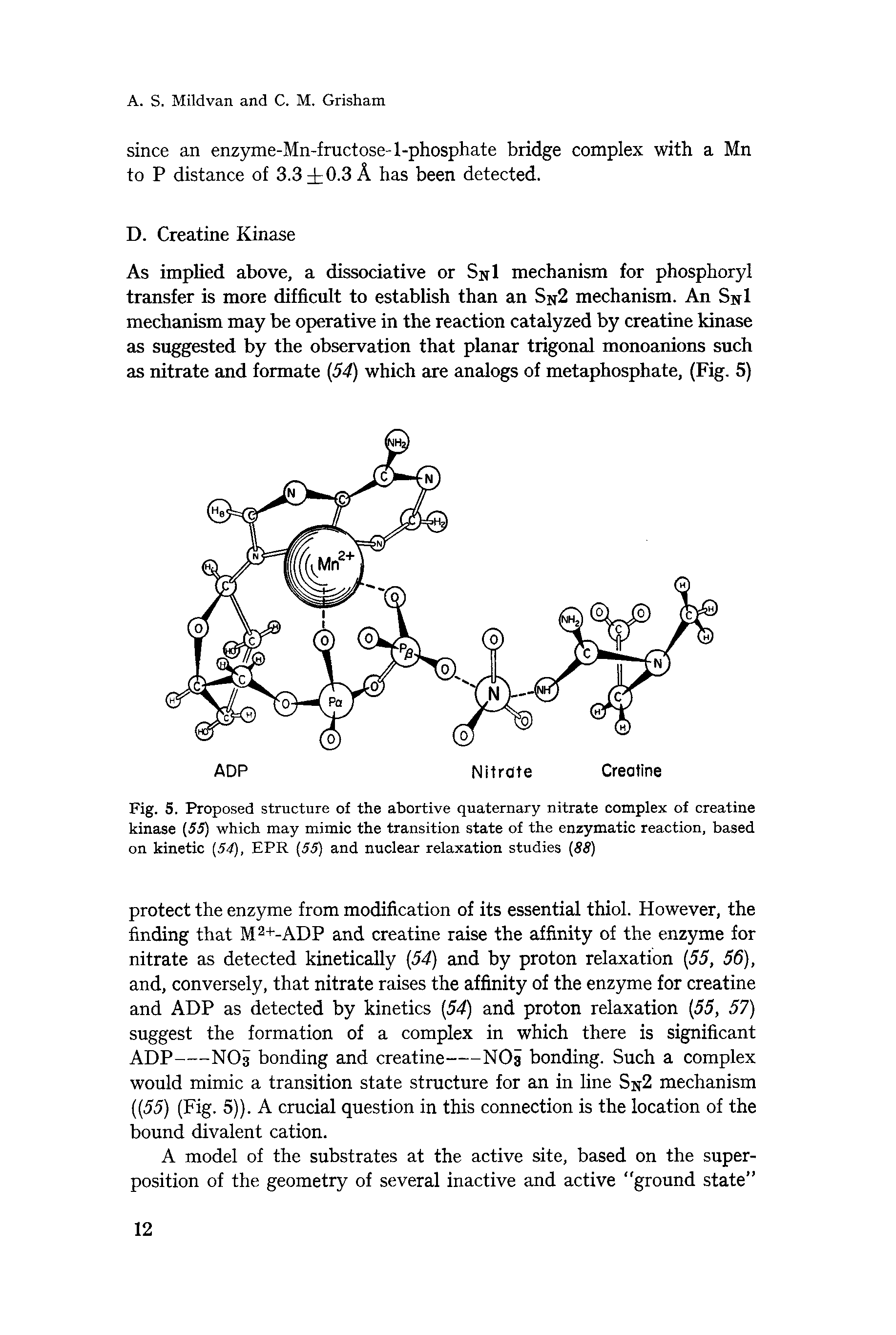 Fig. 5. Proposed structure of the abortive quaternary nitrate complex of creatine kinase (55) which may mimic the transition state of the enzymatic reaction, based on kinetic (54), EPR (55) and nuclear relaxation studies (88)...