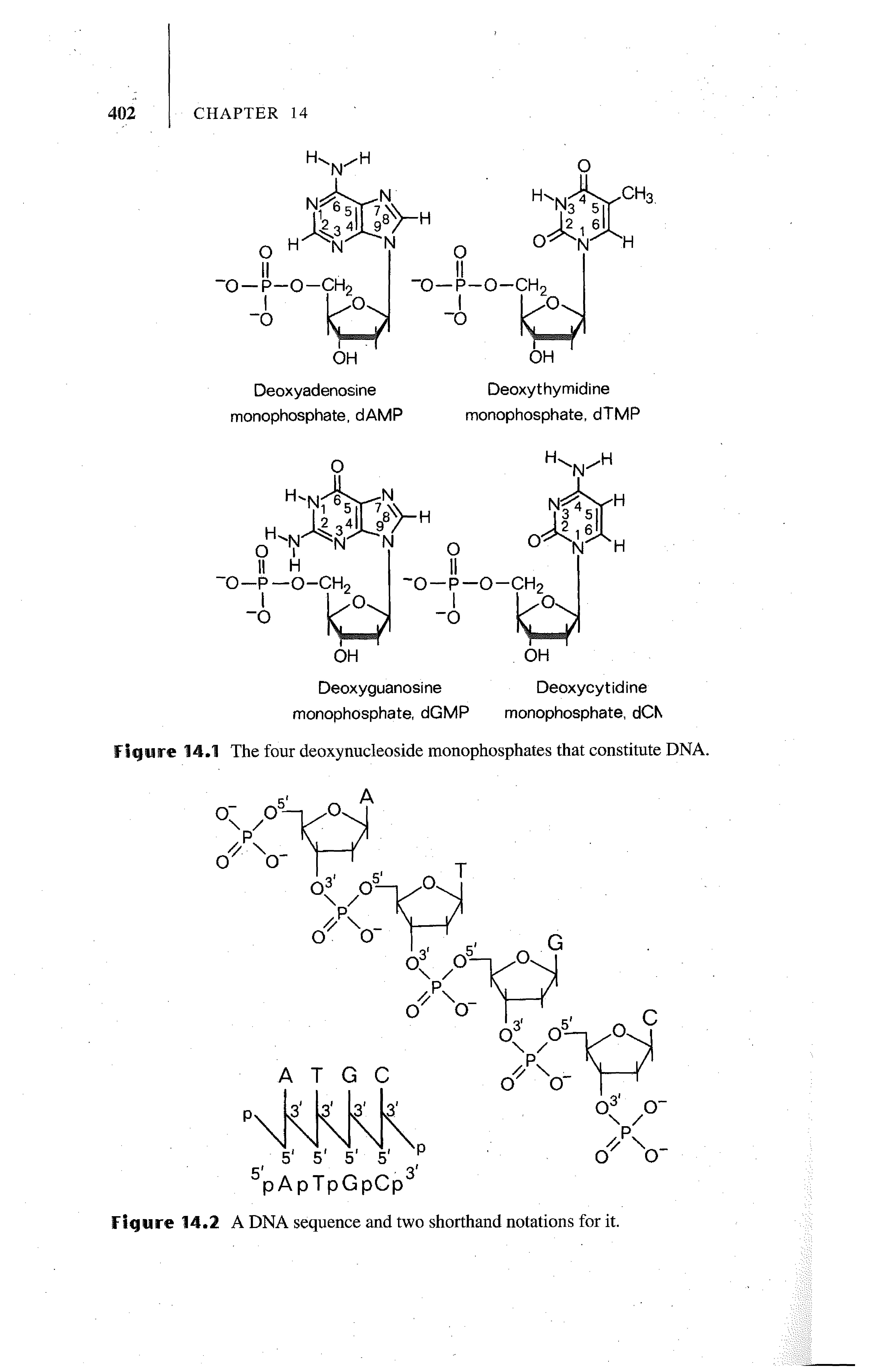 Figure 14.1 The four deoxynucleoside monophosphates that constitute DNA.