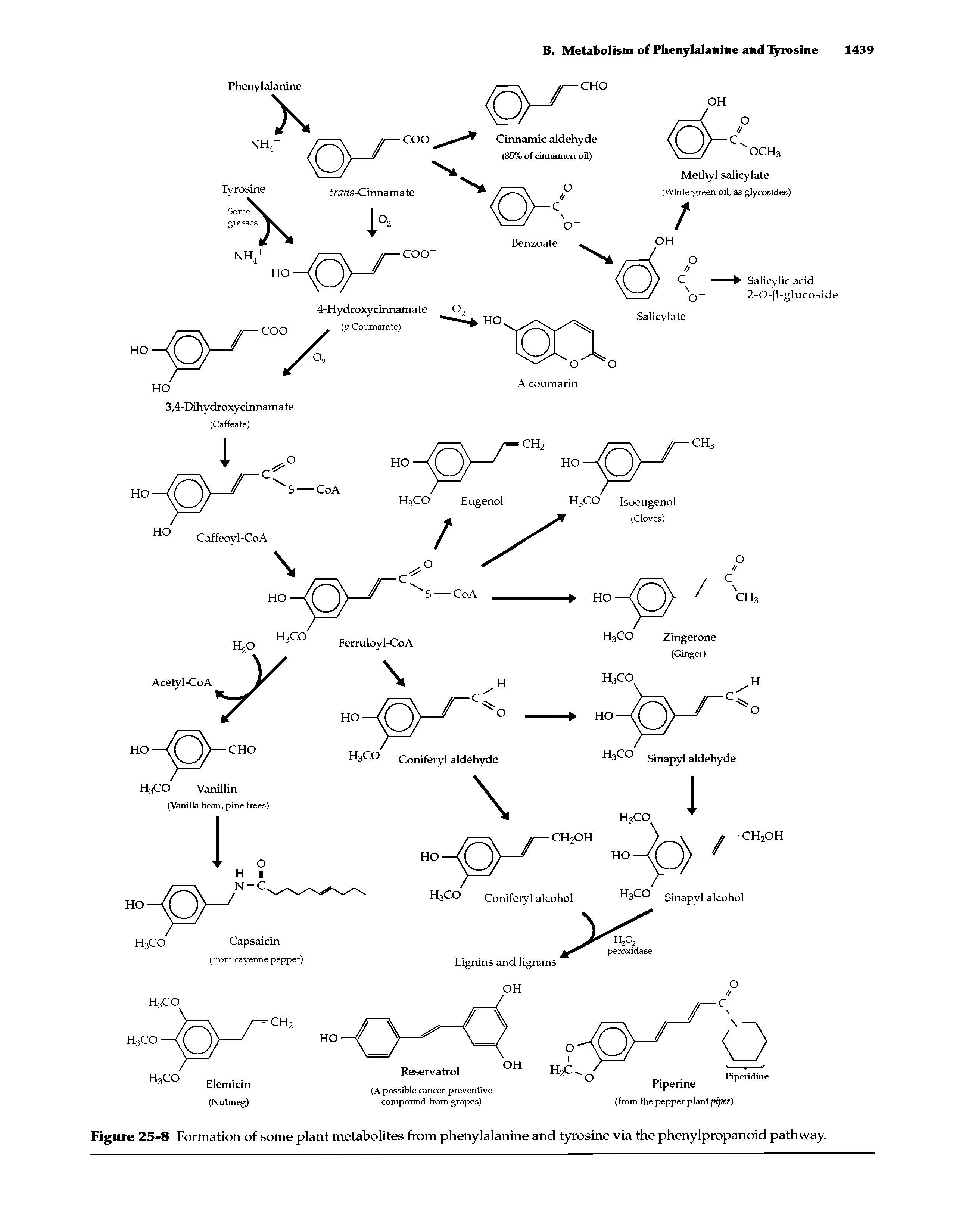 Figure 25-8 Formation of some plant metabolites from phenylalanine and tyrosine via the phenylpropanoid pathway...