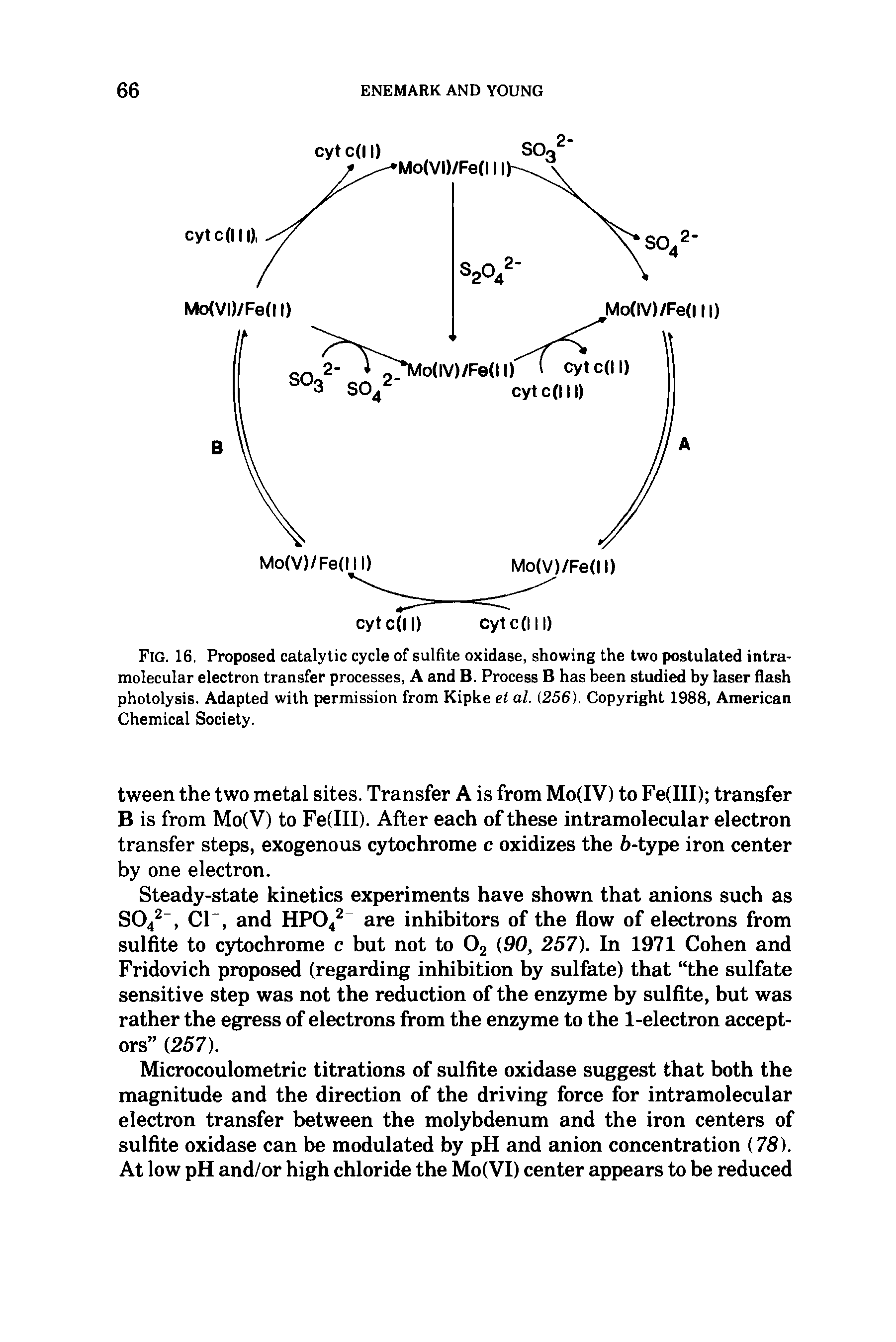 Fig. 16. Proposed catalytic cycle of sulfite oxidase, showing the two postulated intramolecular electron transfer processes, A and B. Process B has been studied by laser flash photolysis. Adapted with permission from Kipke et al. (256). Copyright 1988, American Chemical Society.