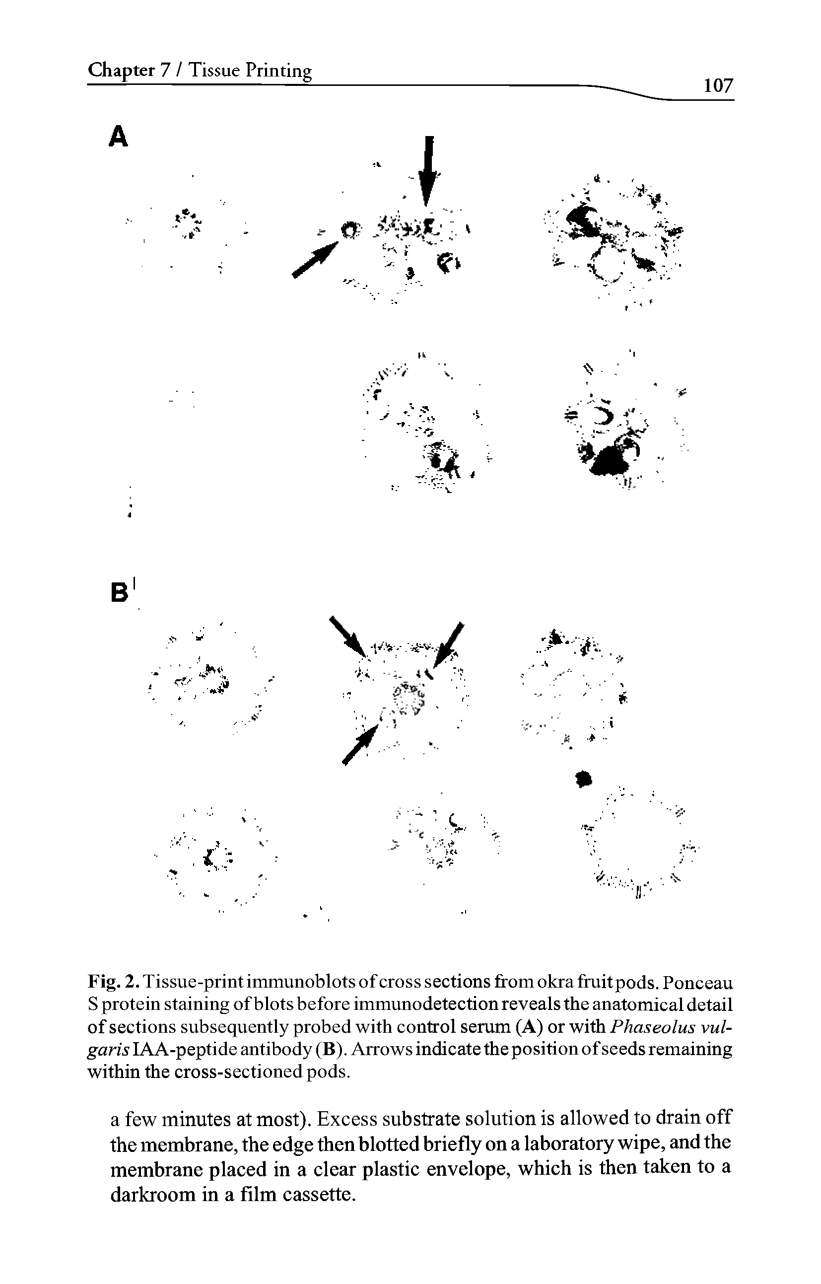Fig. 2. Tissue-print immunoblots of cross sections from okrafruitpods. Ponceau S protein staining of blots before immunodetection reveals the anatomical detail of sections subsequently probed with control serum (A) or with Phaseolus vulgaris IAA-peptide antibody (B). Arrows indicate the position of seeds remaining within the cross-sectioned pods.