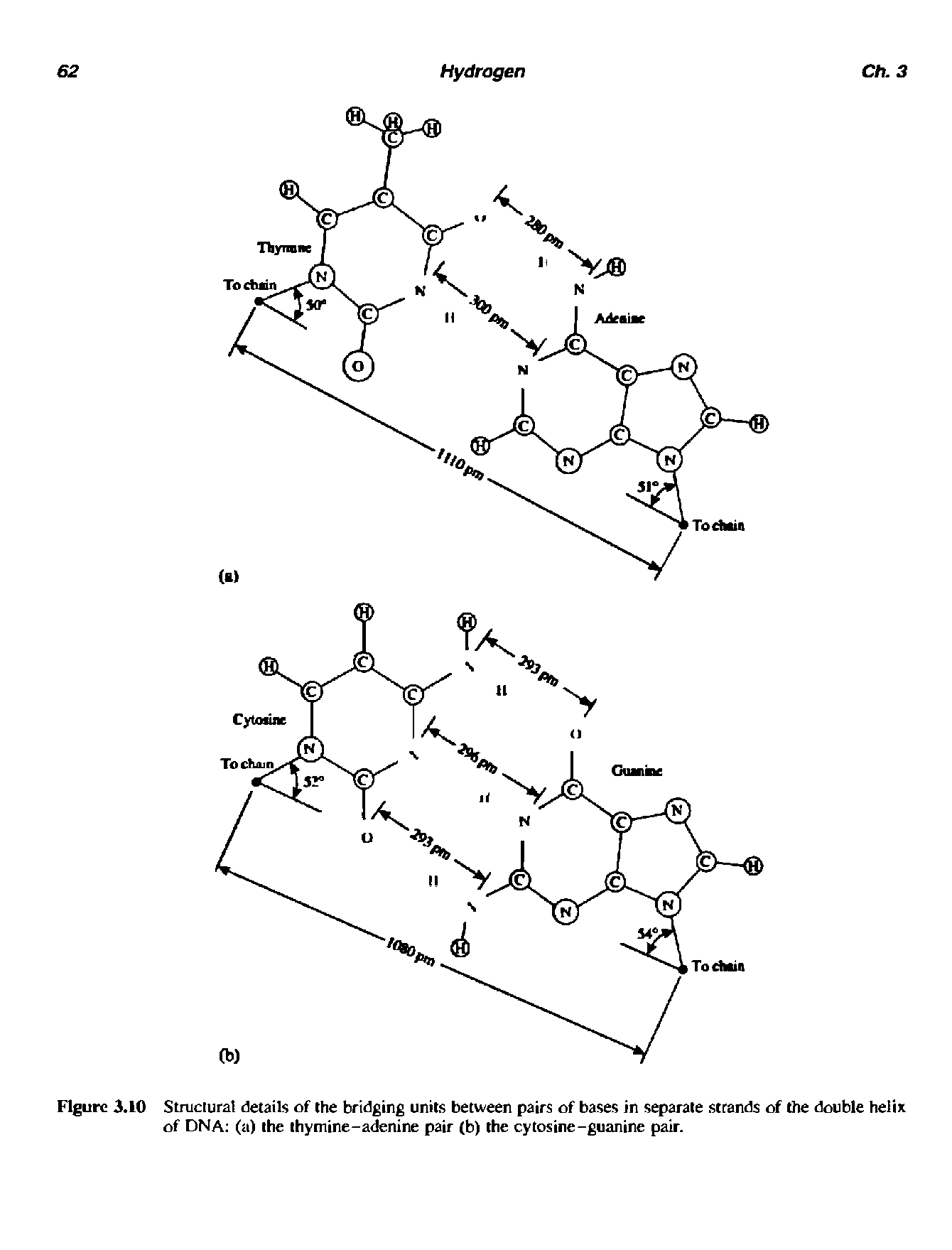 Figure 3.10 Stniciural details of the bridging units between pairs of bases in separate strands of the double helix of DNA (a) the thymine-adenine pair (b) the cytosine-guanine pair.