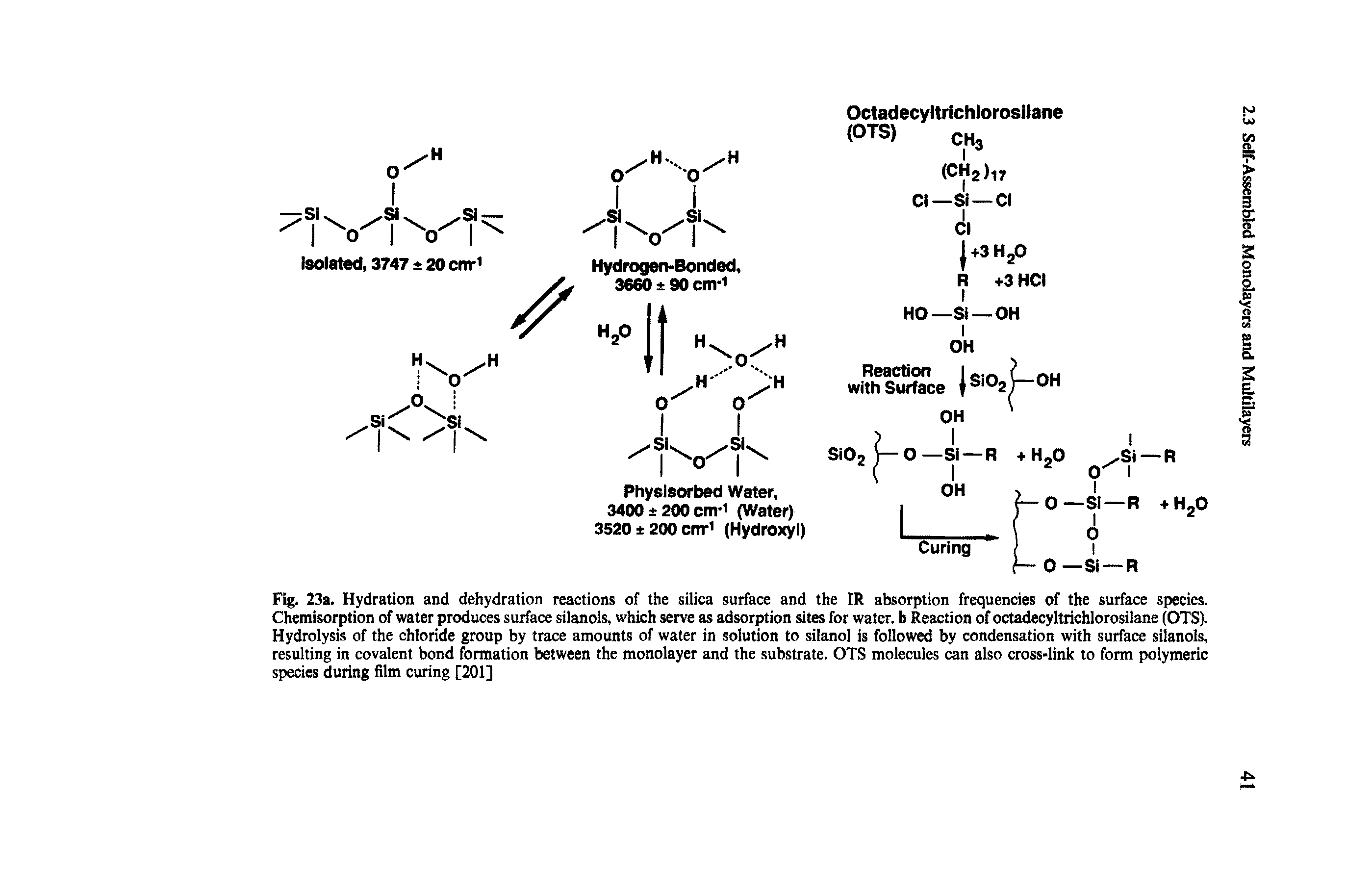 Fig. 23a. Hydration and dehydration reactions of the silica surface and the IR absorption frequencies of the surface species. Chemisorption of water produces surface silanols, which serve as adsorption sites for water, b Reaction of octadecyltrichlorosilane (OTS). Hydrolysis of the chloride group by trace amounts of water in solution to silanol is followed by condensation with surface silanols, resulting in covalent bond formation between the monolayer and the substrate. OTS molecules can also cross-link to form polymeric species during film curing [201]...