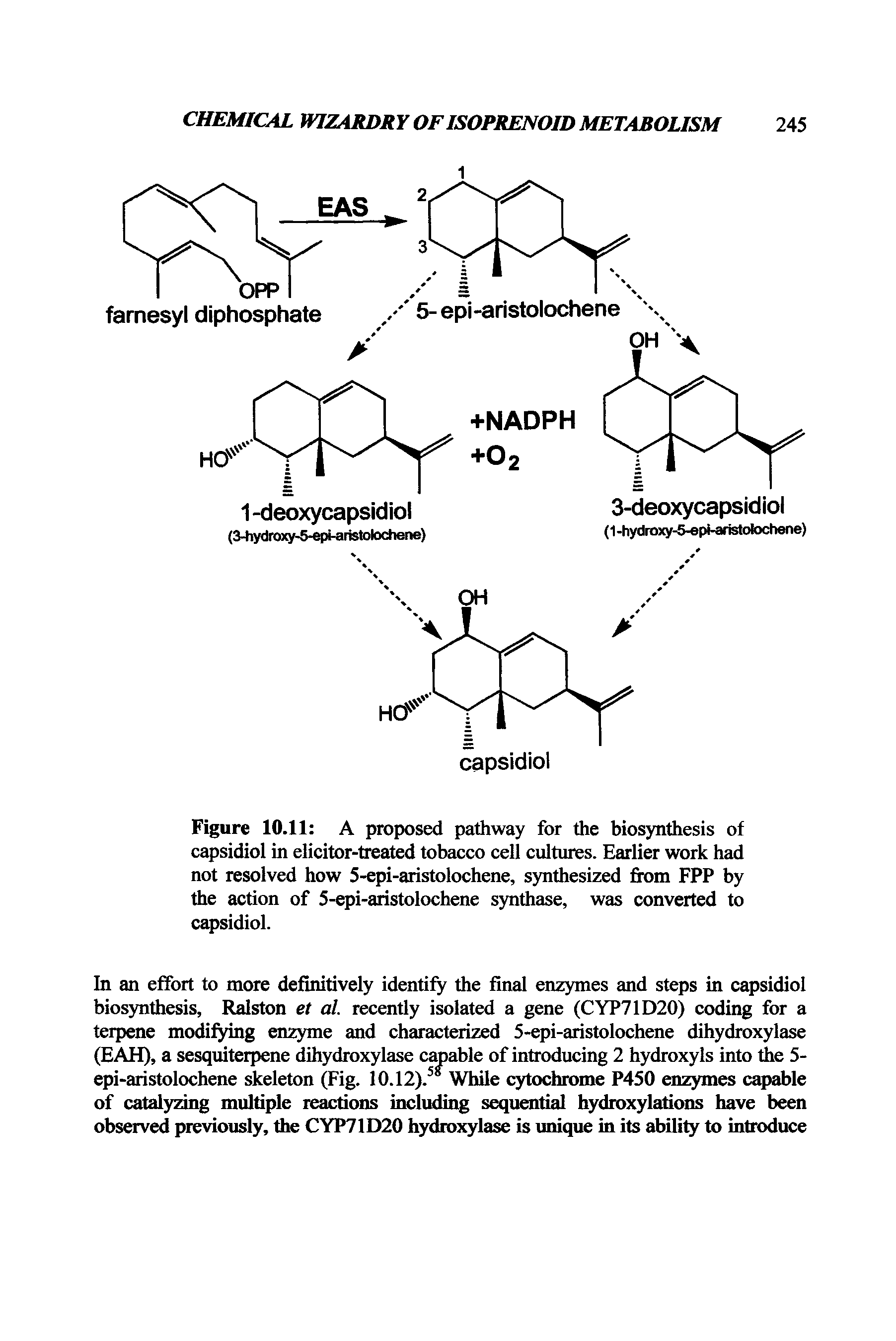 Figure 10.11 A proposed pathway for the biosynthesis of capsidiol in elicitor-treated tobacco cell cultures. Earlier work had not resolved how 5-epi-aristolochene, synthesized from FPP by the action of 5-epi-aristolochene synthase, was converted to capsidiol.