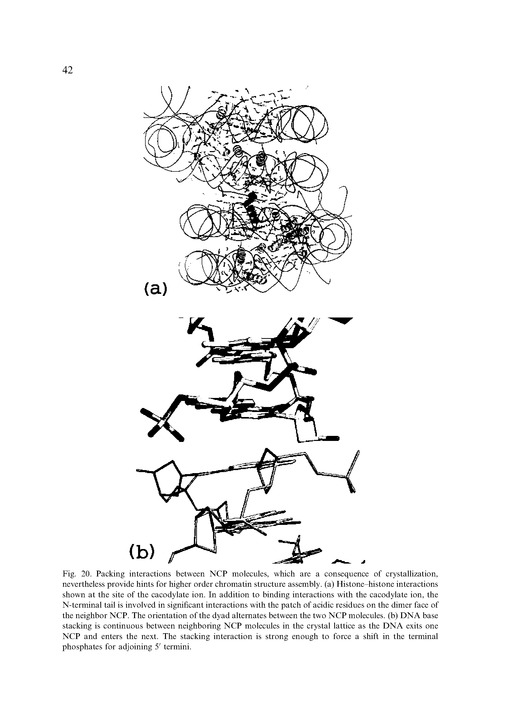 Fig. 20. Packing interactions between NCP molecules, which are a consequence of crystallization, nevertheless provide hints for higher order chromatin structure assembly, (a) Histone-histone interactions shown at the site of the cacodylate ion. In addition to binding interactions with the cacodylate ion, the N-terminal tail is involved in significant interactions with the patch of acidic residues on the dimer face of the neighbor NCP. The orientation of the dyad alternates between the two NCP molecules, (b) DNA base stacking is continuous between neighboring NCP molecules in the crystal lattice as the DNA exits one NCP and enters the next. The stacking interaction is strong enough to force a shift in the terminal phosphates for adjoining 5 termini.