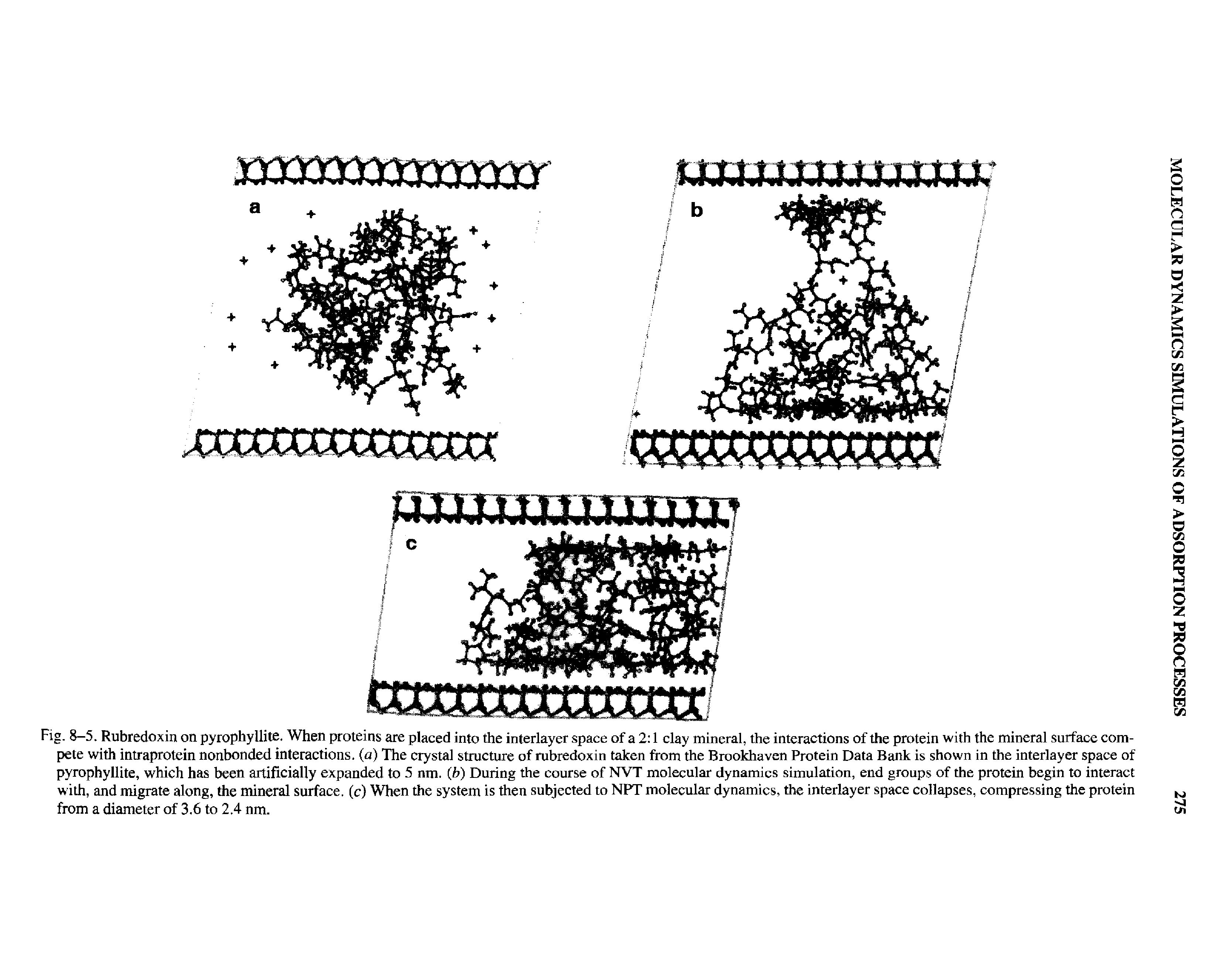 Fig. 8-5. Rubredoxin on pyrophyllite. When proteins are placed into the interlayer space of a 2 1 clay mineral, the interactions of the protein with the mineral surface compete with intraprotein nonbonded interactions, (a) The crystal structure of rubredoxin taken from the Brookhaven Protein Data Bank is shown in the interlayer space of pyrophyllite, which has been artificially expanded to 5 nm. (b) During the course of NVT molecular dynamics simulation, end groups of the protein begin to interact with, and migrate along, the mineral surface, (c) When the system is then subjected to NPT molecular dynamics, the interlayer space collapses, compressing the protein from a diameter of 3.6 to 2,4 nm.