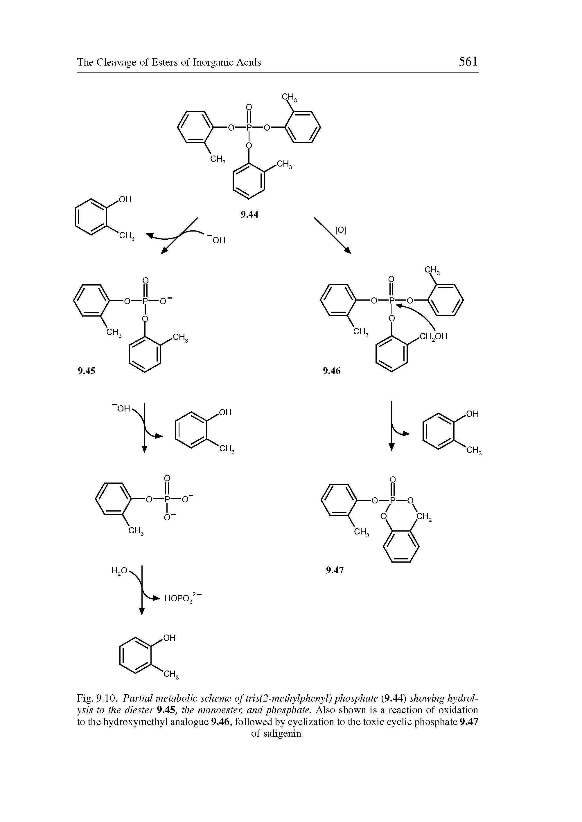 Fig. 9.10. Partial metabolic scheme of tris(2-methylphenyl) phosphate (9.44) showing hydrolysis to the diester 9.45, the monoester, and phosphate. Also shown is a reaction of oxidation to the hydroxymethyl analogue 9.46, followed by cyclization to the toxic cyclic phosphate 9.47...