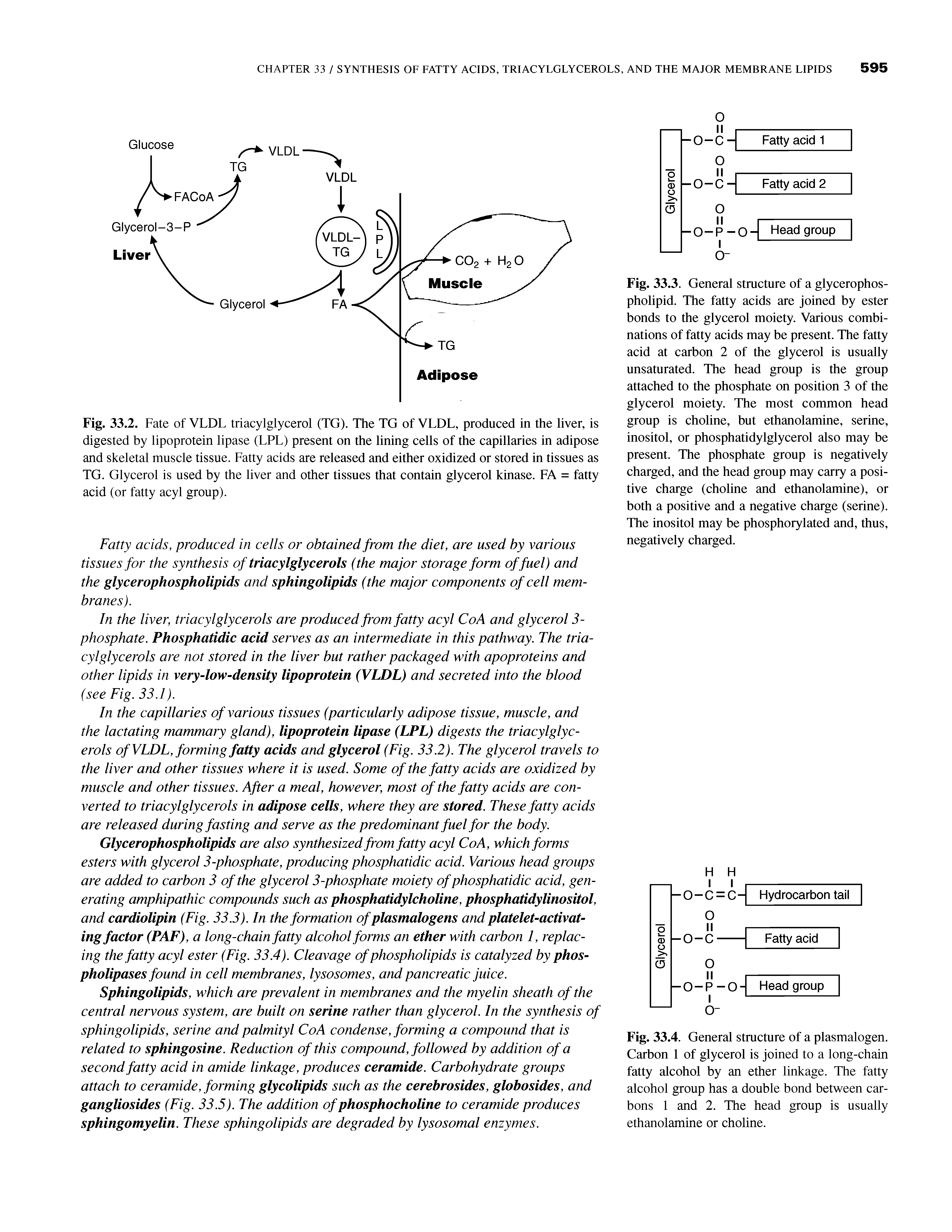 Fig. 33.2. Fate of VLDL triacylglycerol (TG). The TG of VLDL, produced in the liver, is digested by lipoprotein lipase (LPL) present on the lining cells of the capillaries in adipose and skeletal muscle tissue. Fatty acids are released and either oxidized or stored in tissues as TG. Glycerol is used by the liver and other tissues that contain glycerol kinase. FA = fatty acid (or fatty acyl group).