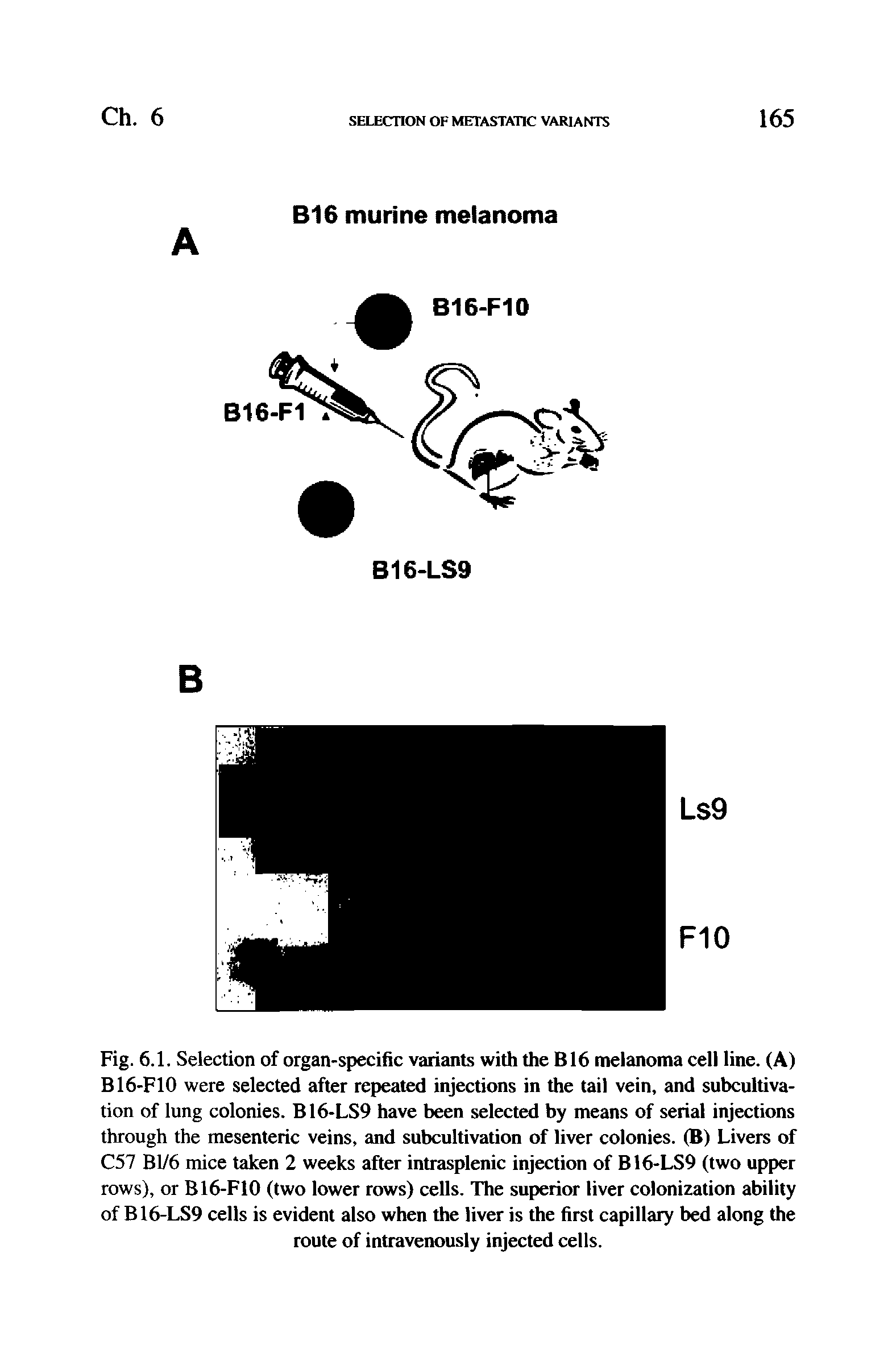 Fig. 6.1. Selection of organ-specific variants with the B16 melanoma cell line. (A) B16-F10 were selected after repeated injections in the tail vein, and subcultivation of lung colonies. B16-LS9 have been selected by means of serial injections through the mesenteric veins, and subcultivation of liver colonies. (B) Livers of C57 Bl/6 mice taken 2 weeks after intrasplenic injection of B16-LS9 (two upper rows), or B16-F10 (two lower rows) cells. The superior liver colonization ability of B16-LS9 cells is evident also when the liver is the first capillary bed along the route of intravenously injected cells.