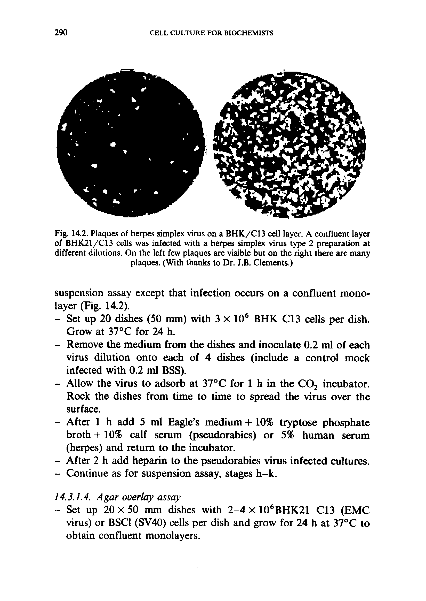 Fig. 14.2. Plaques of herpes simplex virus on a BHK/C13 cell layer. A confluent layer of BHK21/C13 cells was infected with a herpes simplex virus type 2 preparation at different dilutions. On the left few plaques are visible but on the right there are many plaques. (With thanks to Dr. J.B. Clements.)...