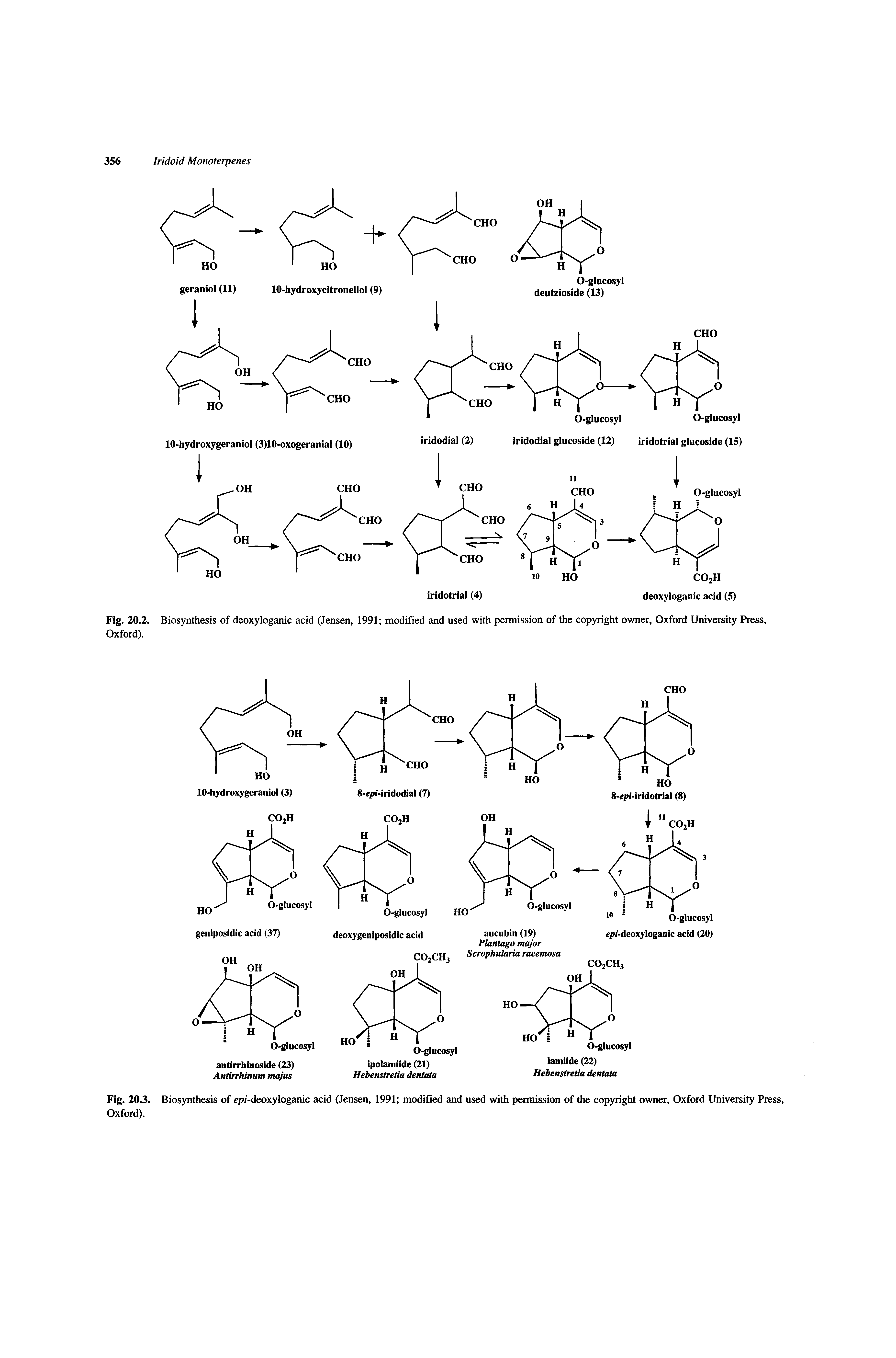 Fig. 20.2. Biosynthesis of deoxyloganic acid (Jensen, 1991 modified and used with permission of the copyright owner, Oxford University Press, Oxford).
