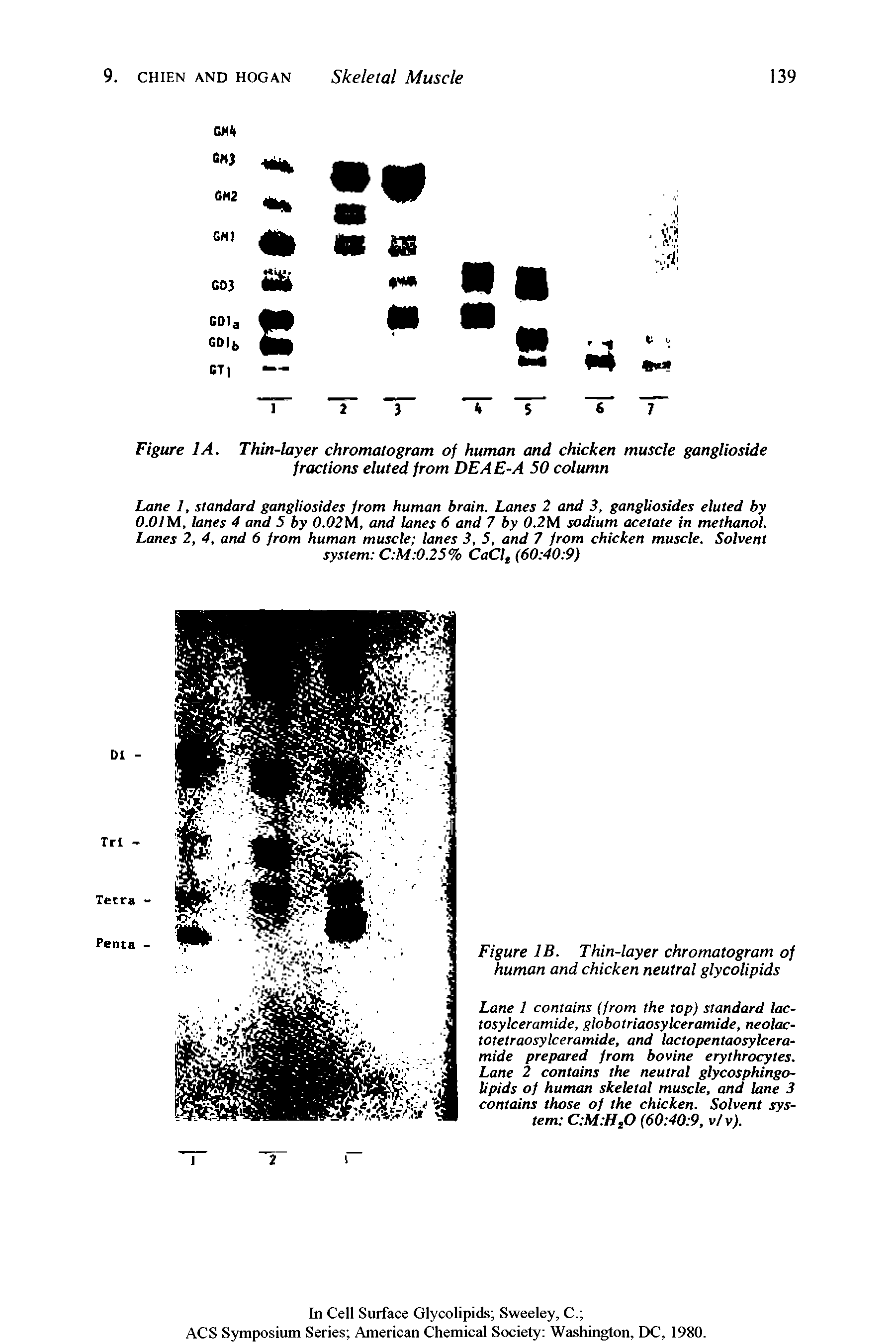 Figure 1A. Thin-layer chromatogram of human and chicken muscle ganglioside fractions eluted from DEAE-A 50 column...