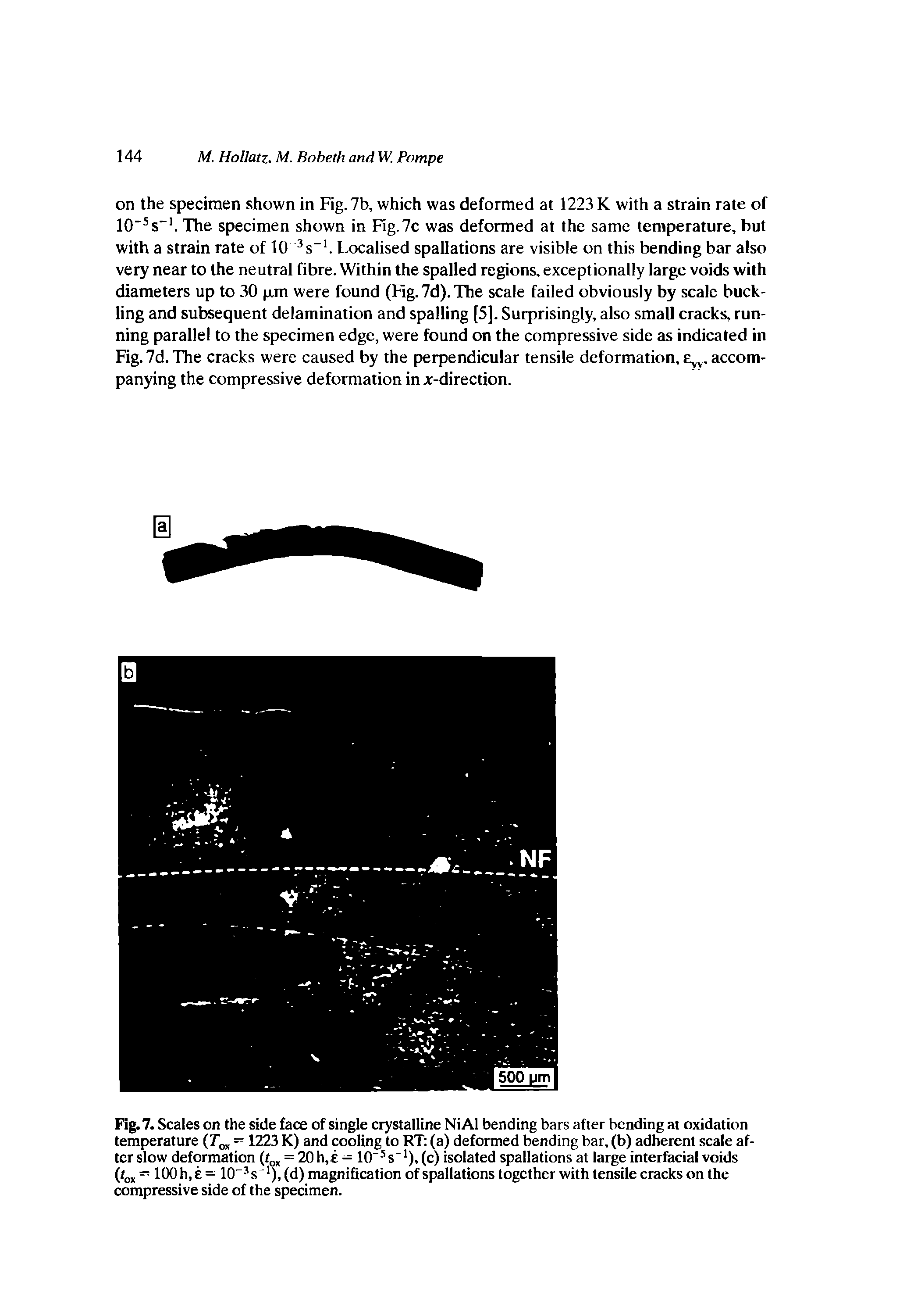 Fig. 7. Scales on the side face of single crystalline NiAl bending bars after bending at oxidation temperature (Tox 1223 K) and cooling to RT (a) deformed bending bar, (b) adherent scale after slow deformation (tm = 20 h, e — 10 5 s" ), (c) isolated spallations at large interfacial voids (fox — 100h,e= 10 3s ),(d) magnification of spallations together with tensile cracks on the compressive side of the specimen.