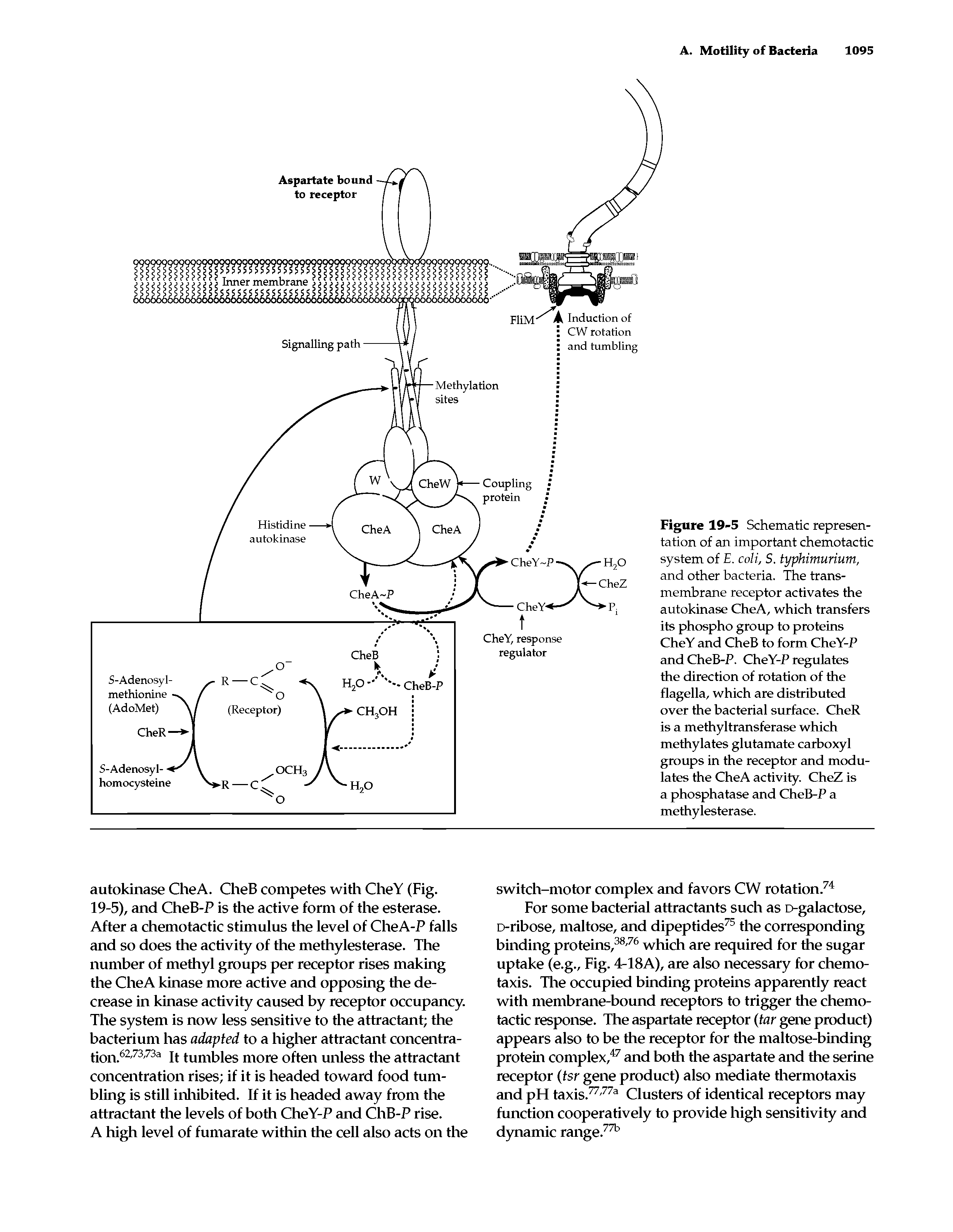 Figure 19-5 Schematic representation of an important chemotactic system of E. coli, S. typhimurium, and other bacteria. The transmembrane receptor activates the autokinase CheA, which transfers its phospho group to proteins CheY and CheB to form CheY-P and CheB-P. CheY-P regulates the direction of rotation of the flagella, which are distributed over the bacterial surface. CheR is a methyltransferase which methylates glutamate carboxyl groups in the receptor and modulates the CheA activity. CheZ is a phosphatase and CheB-P a methylesterase.