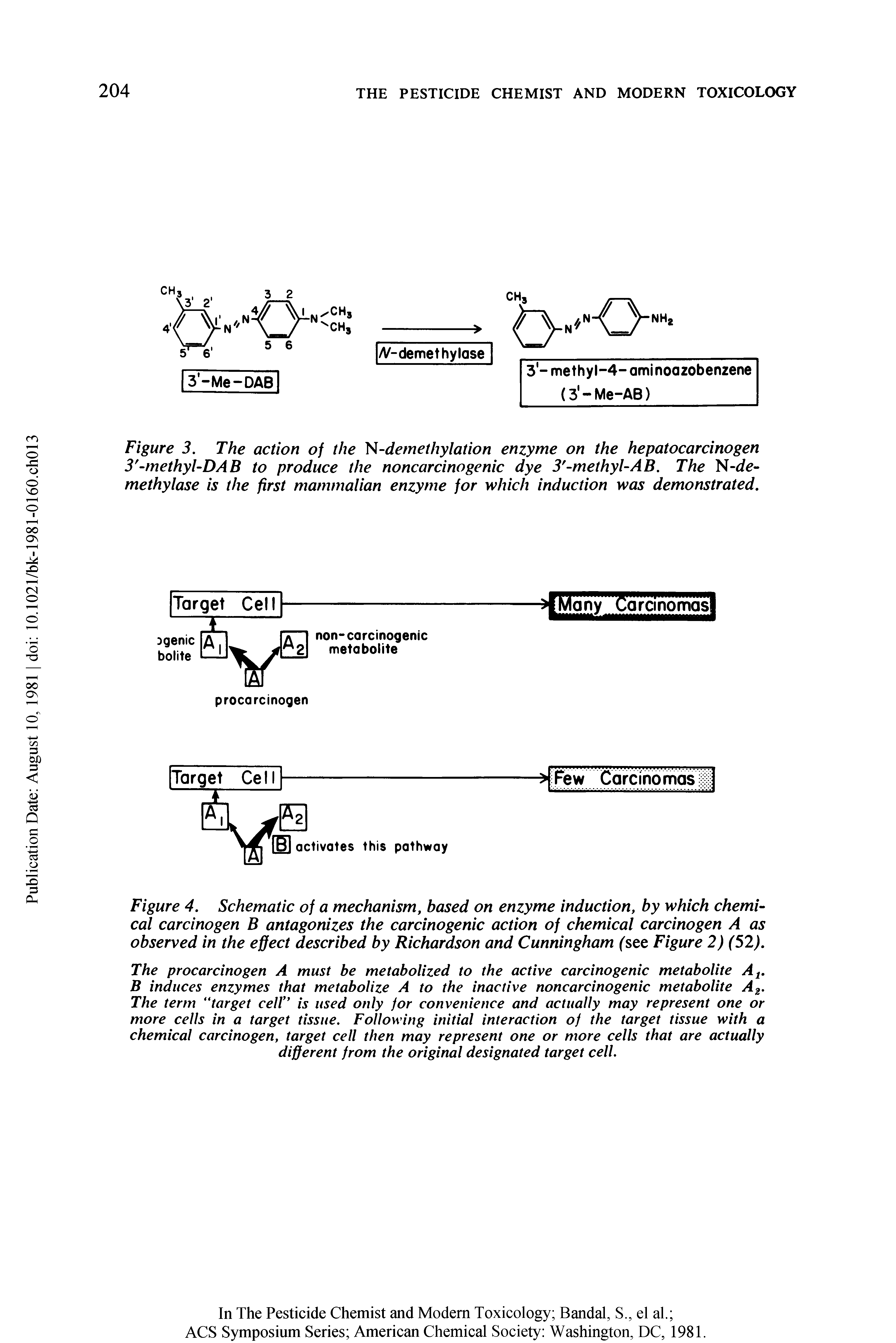Figure 4. Schematic of a mechanism, based on enzyme induction, by which chemical carcinogen B antagonizes the carcinogenic action of chemical carcinogen A as observed in the effect described by Richardson and Cunningham (see Figure 2) (52).