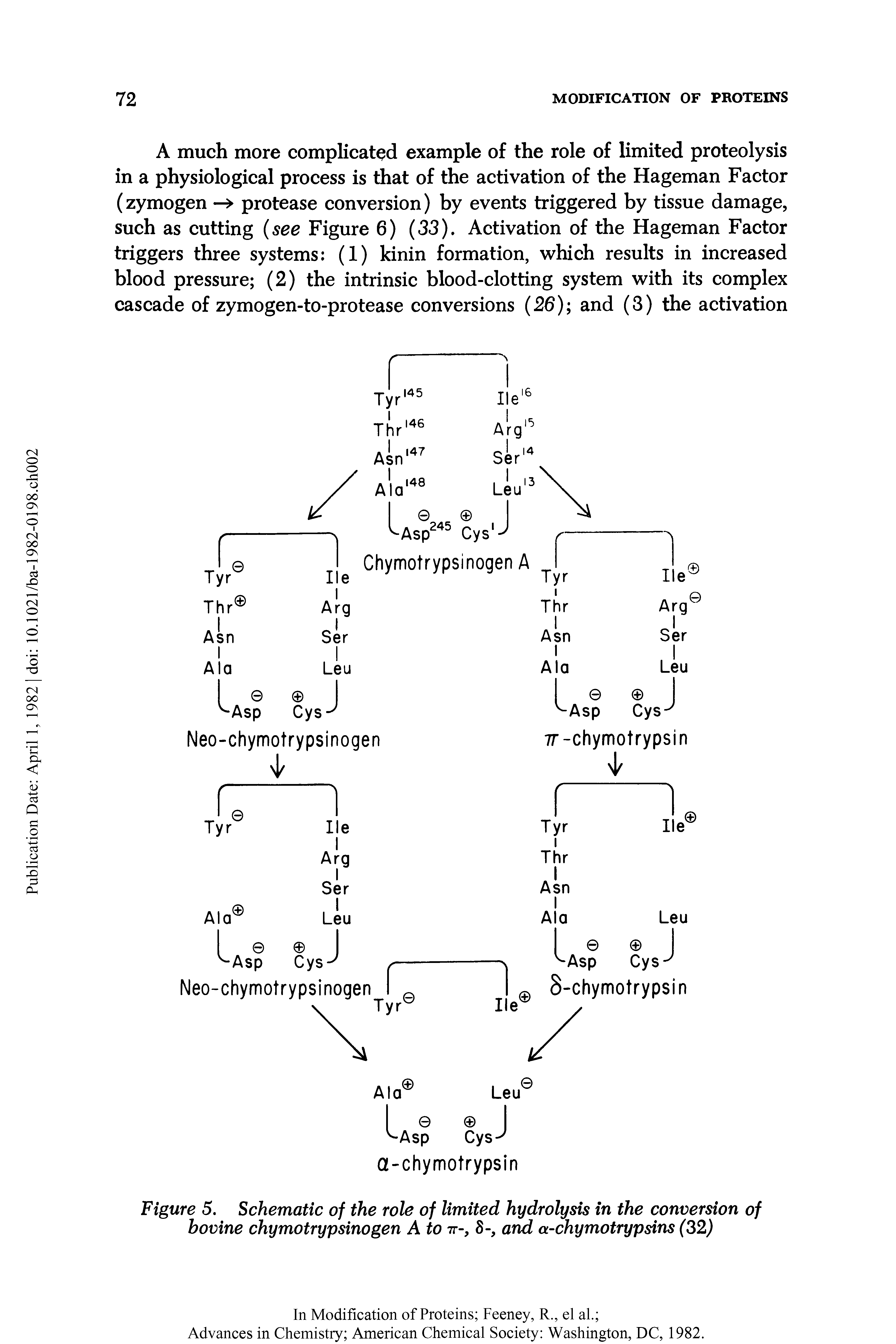 Figure 5. Schematic of the role of limited hydrolysis in the conversion of bovine chymotrypsinogen A to ir-, 8-, and a-chymotrypsins (32)...