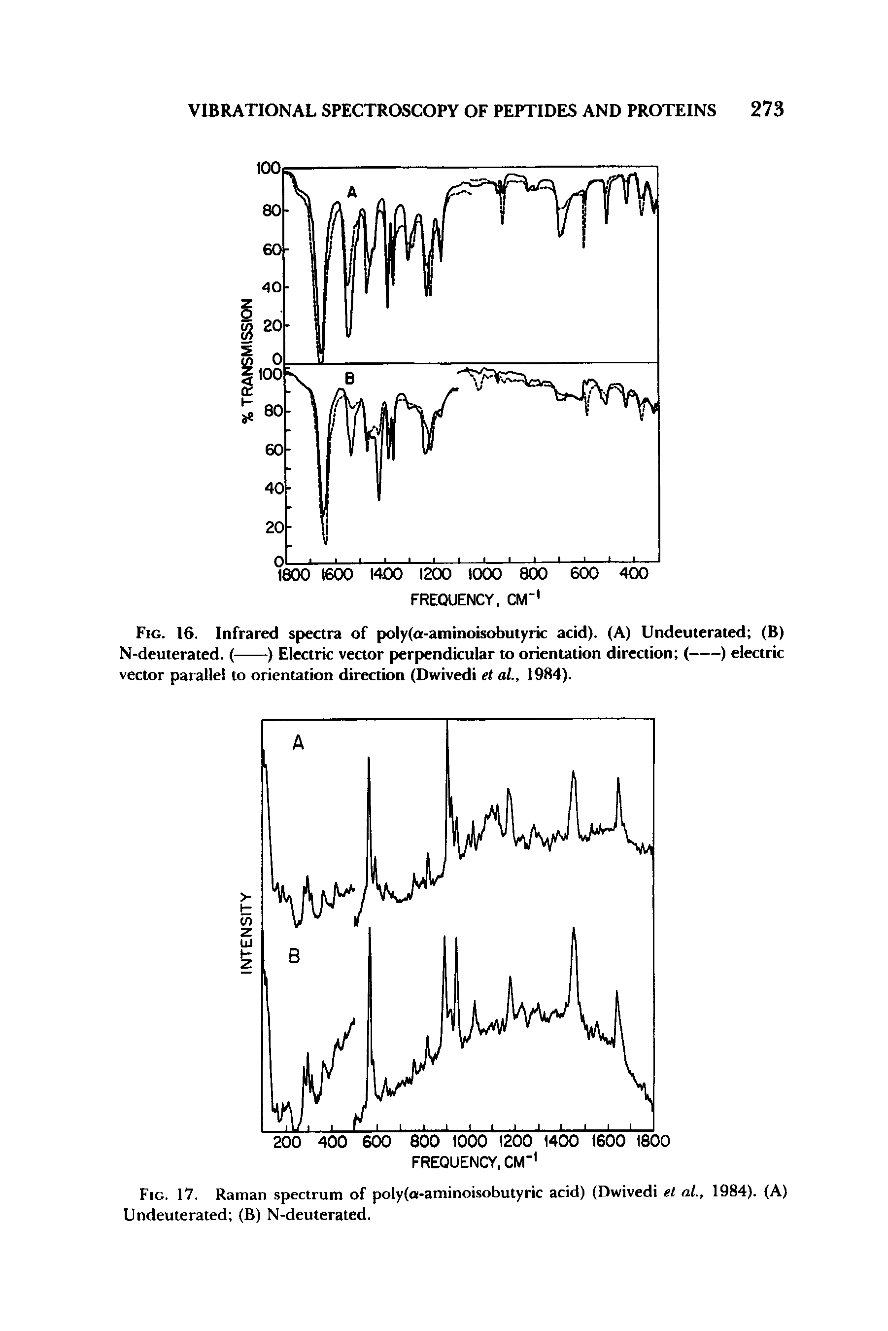 Fig. 17. Raman spectrum of poly(a-aminoisobutyric acid) (Dwivedi el al., 1984). (A)...