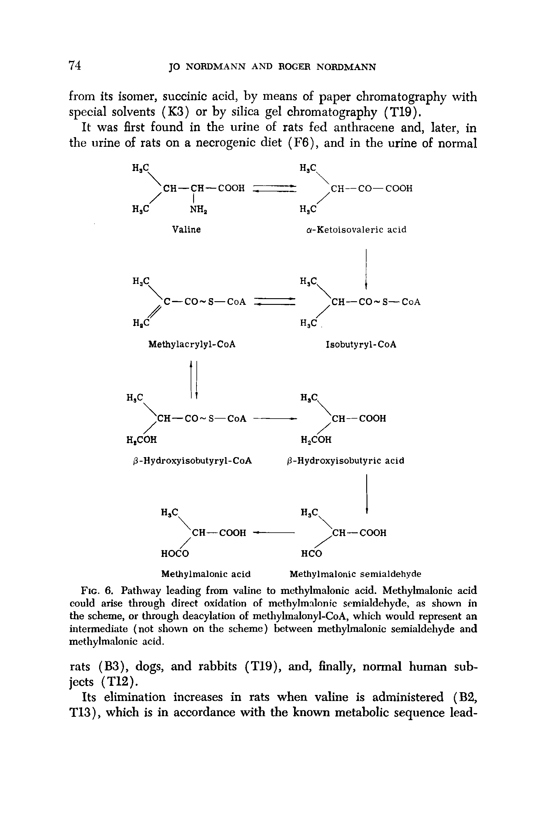 Fig. 6. Pathway leading from valine to methylmalonic acid. Metliylmalonic acid could arise through direct oxidation of methylmalonic semialdehyde, as shown in the scheme, or through deacylation of methylmalonyl-CoA, which would represent an intermediate (not shown on the scheme) between methylmalonic semialdehyde and methylmalonic acid.