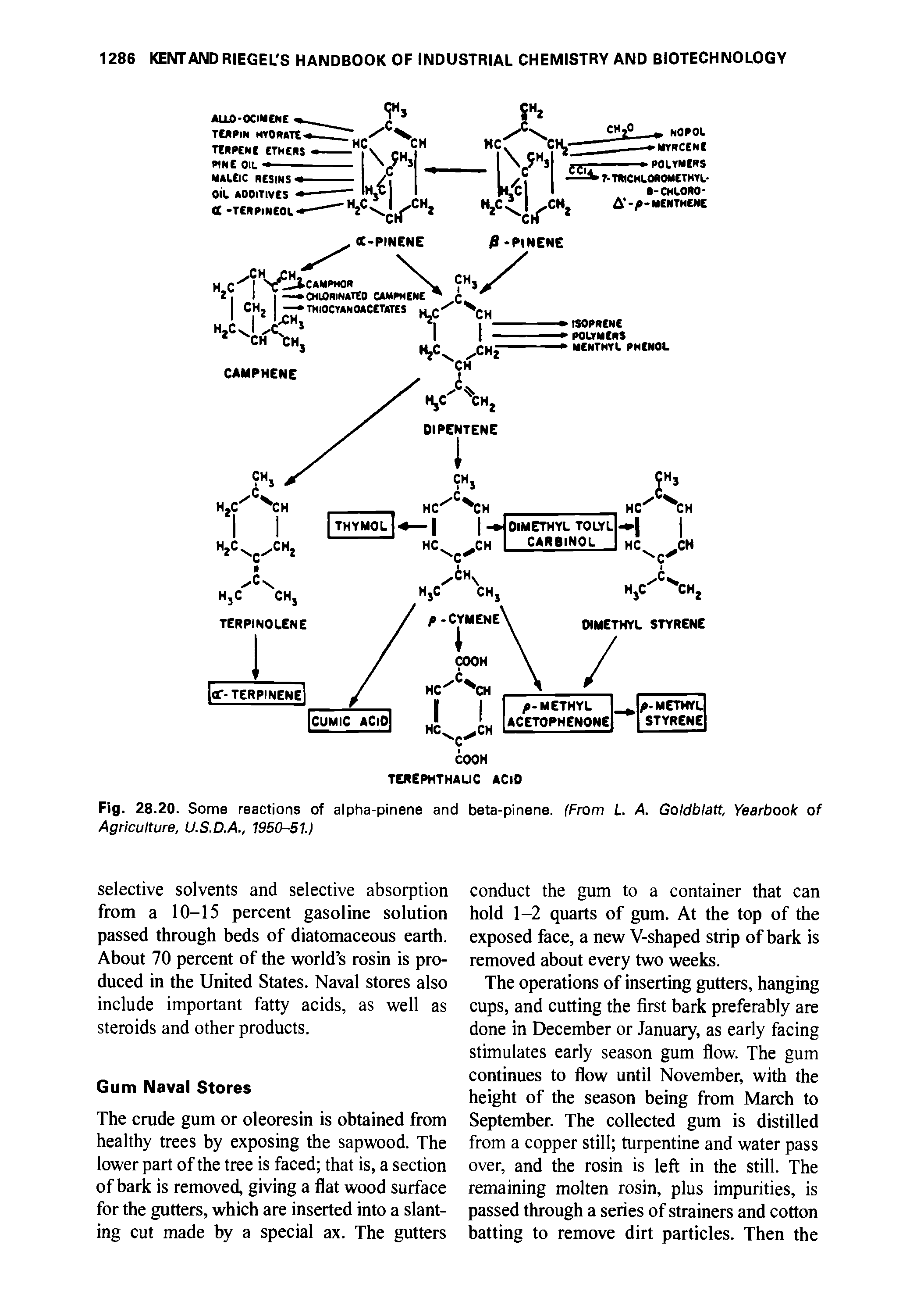 Fig. 28.20. Some reactions of alpha-pinene and beta-pinene. (From L A. Goldblatt, Yearbook of Agriculture, U.S.D.A., 1950-51.)...
