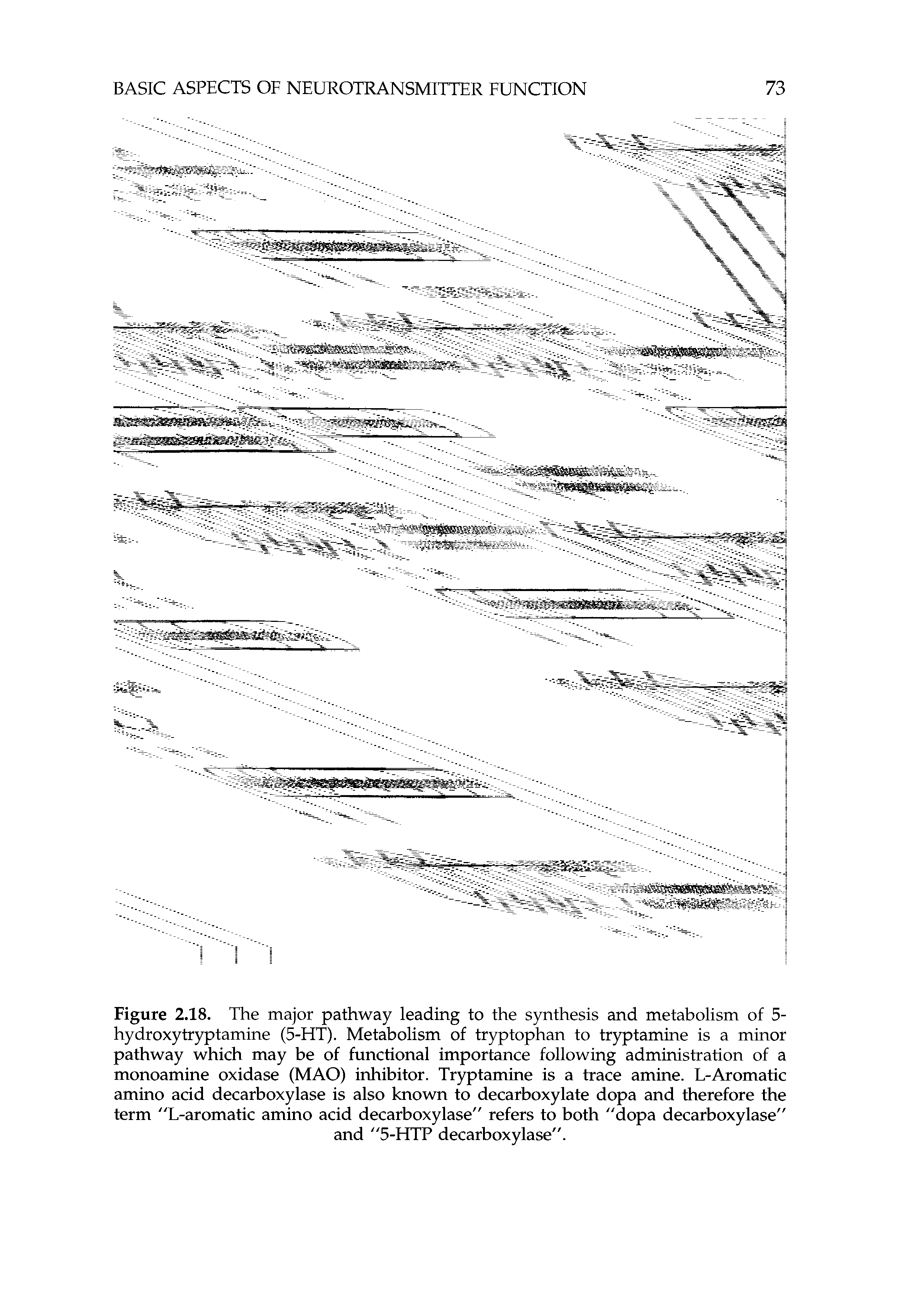 Figure 2.18. The major pathway leading to the synthesis and metabolism of 5-hydroxytryptamine (5-HT). Metabolism of tryptophan to tryptamine is a minor pathway which may be of functional importance following administration of a monoamine oxidase (MAO) inhibitor. Tryptamine is a trace amine. L-Aromatic amino acid decarboxylase is also known to decarboxylate dopa and therefore the term "L-aromatic amino acid decarboxylase" refers to both "dopa decarboxylase"...