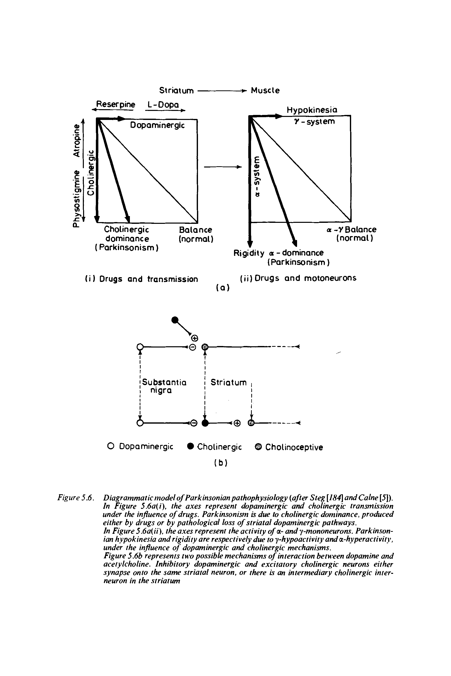 Figure 5.(5. Diagrammatic model of Parkinsonian pathophysiology (after Steg [I84 and Caine [5]).