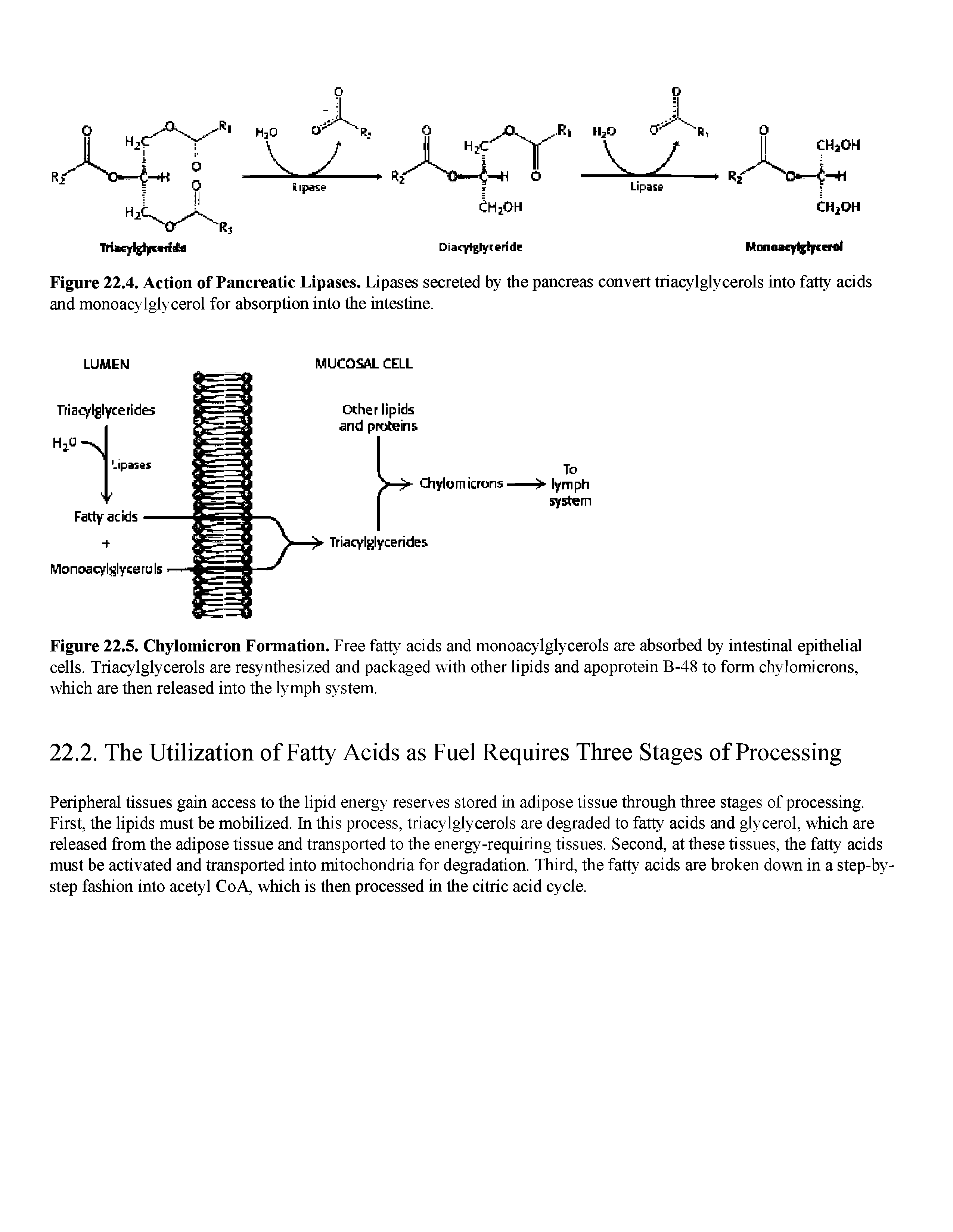 Figure 22.5. Chylomicron Formation. Free fatty acids and monoacylglycerols are absorbed by intestinal epithelial cells. Triacylglycerols are resynthesized and packaged with other lipids and apoprotein B-48 to form chylomicrons, which are then released into the lymph system.