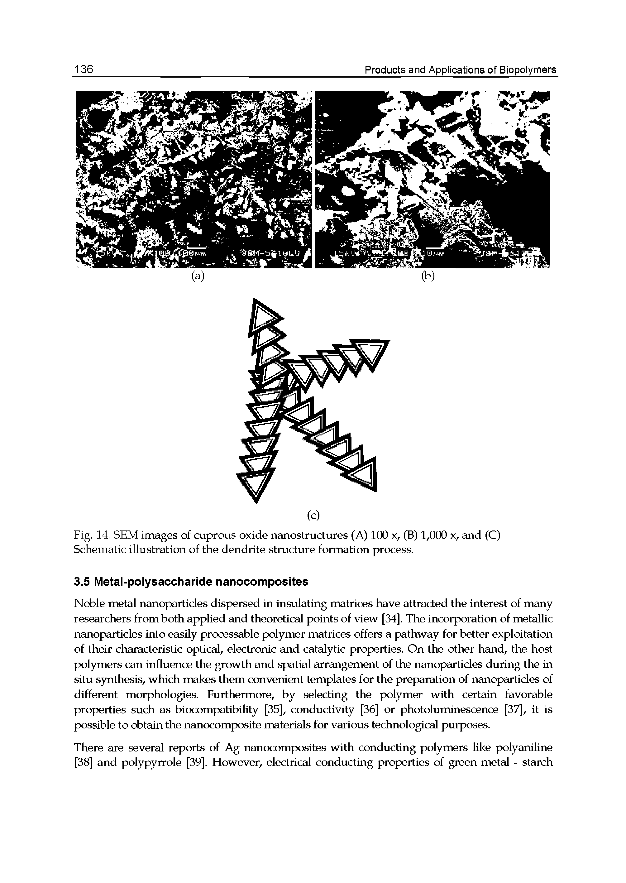 Fig. 14. SEM images of cuprous oxide nanostructures (A) 100 x, (B) 1,000 x, and (C) Schematic illustration of the dendrite structure formation process.