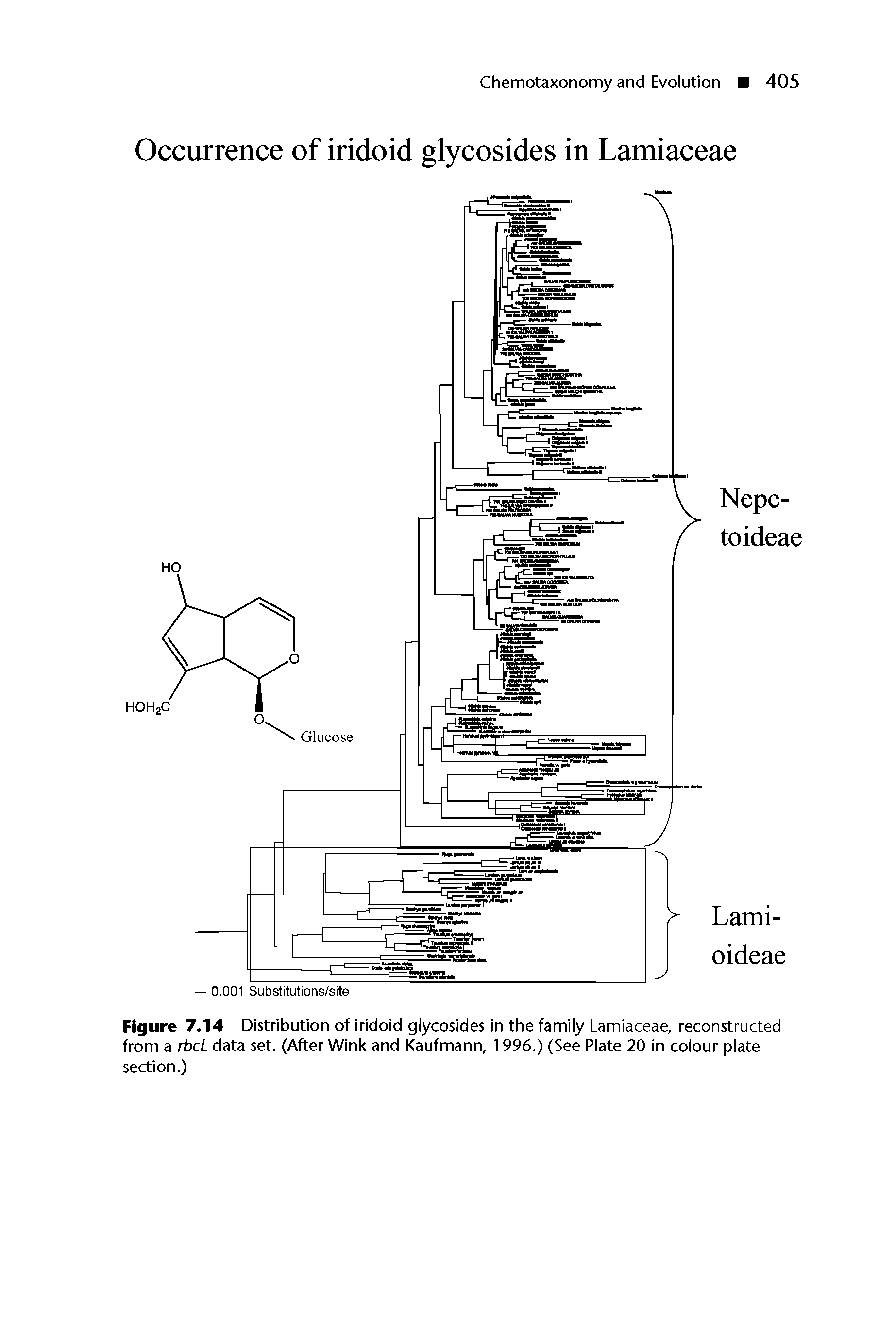 Figure 7.14 Distribution of iridoid glycosides in the family Lamiaceae, reconstructed from a rbcL data set. (After Wink and Kaufmann, 1996.) (See Plate 20 in colour plate section.)...