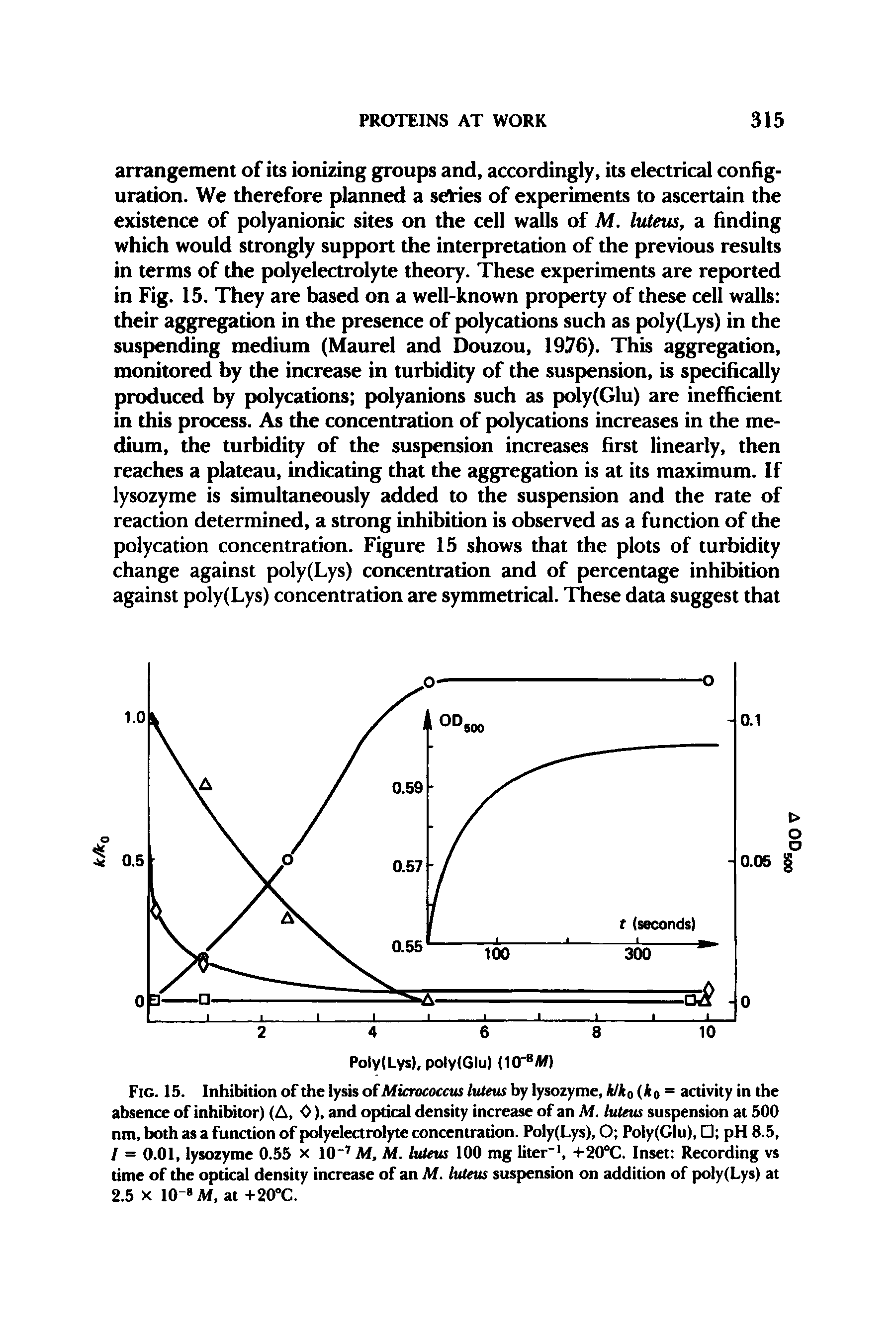Fig. 15. Inhibition of the lysis of Micrococcus luteus by lysozyme, kiko (ko = activity in the absence of inhibitor) (A, 0), and optical density increase of an M. luteus suspension at 500 nm, both as a function of polyelectrolyte concentration. Poly(Lys), O Poly(Glu), pH 8.5, I = 0.01, lysozyme 0.55 x 10" M. M. luteus 100 mg liter", +20°C. Inset Recording vs time of the optical density increase of an M. luteus suspension on addition of poly(Lys) at 2.5 X 10" M, at +20°C.