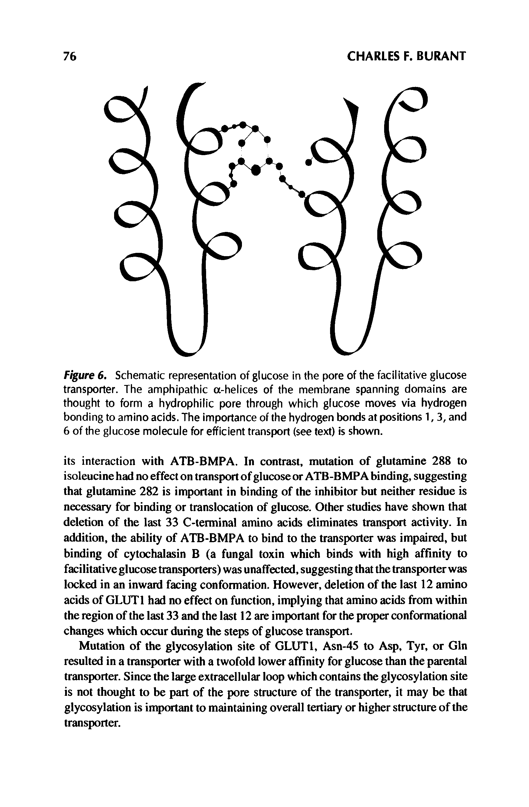 Figure 6. Schematic representation of glucose in the pore of the facilitative glucose transporter. The amphipathic a-helices of the membrane spanning domains are thought to form a hydrophilic pore through which glucose moves via hydrogen bonding to amino acids. The importance of the hydrogen bonds at positions 1,3, and 6 of the glucose molecule for efficient transport (see text) is shown.