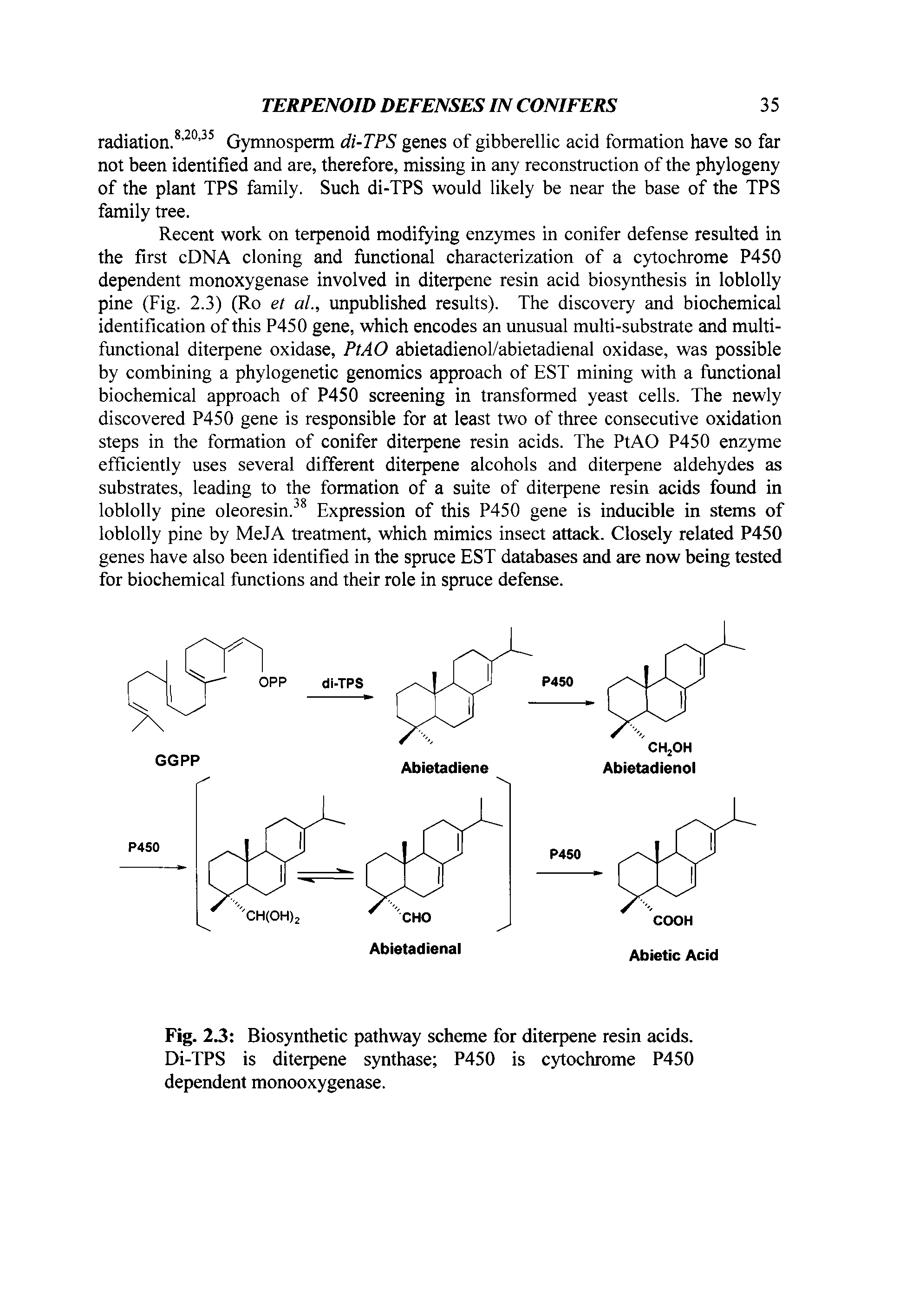 Fig. 2.3 Biosynthetic pathway scheme for diterpene resin acids. Di-TPS is diterpene synthase P450 is cytochrome P450 dependent monooxygenase.