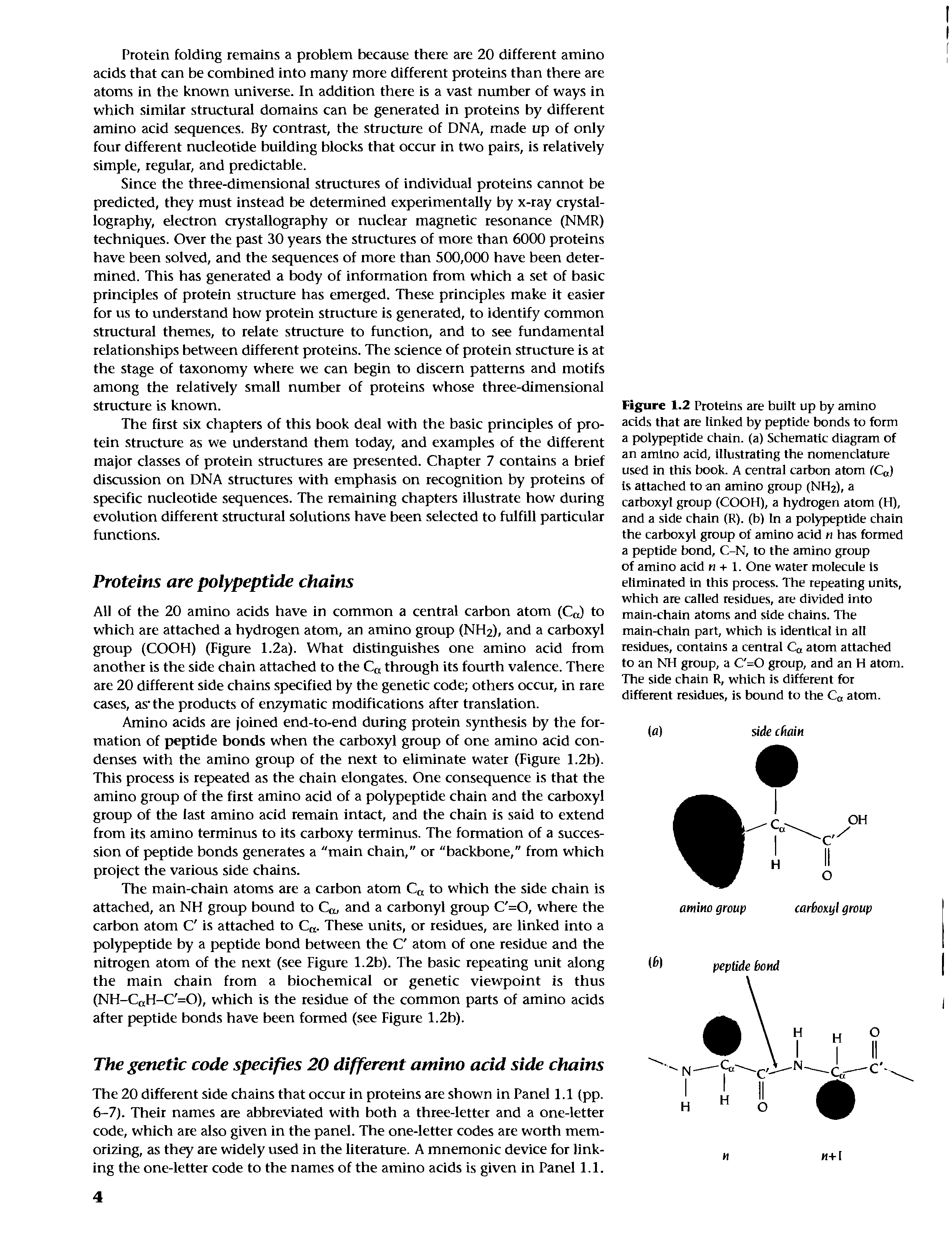 Figure 1.2 Proteins are built up by amino acids that are linked by peptide bonds to form a polypeptide chain, (a) Schematic diagram of an amino acid. Illustrating the nomenclature used in this book. A central carbon atom (Ca) is attached to an amino group (NH2), a carboxyl group (COOH), a hydrogen atom (H), and a side chain (R). (b) In a polypeptide chain the carboxyl group of amino acid n has formed a peptide bond, C-N, to the amino group of amino acid + 1. One water molecule is eliminated in this process. The repeating units, which are called residues, are divided into main-chain atoms and side chains. The main-chain part, which is identical in all residues, contains a central Ca atom attached to an NH group, a C =0 group, and an H atom. The side chain R, which is different for different residues, is bound to the Ca atom.