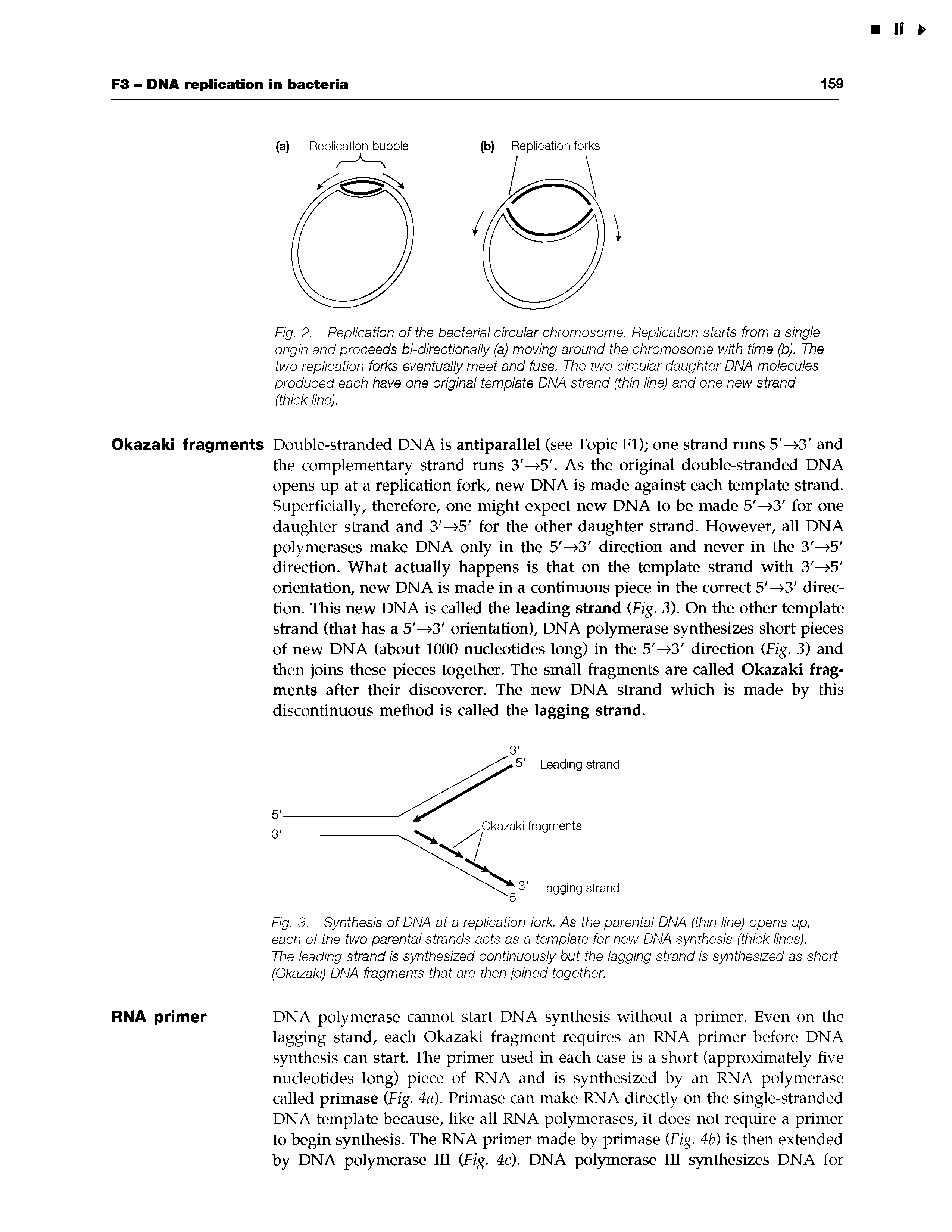 Fig. 2. Replication of the bacterial circular chromosome. Replication starts from a single origin and proceeds bi-directionally (a) moving around the chromosome with time (b). The two replication forks eventually meet and fuse. The two circular daughter DNA molecules produced each have one original template DNA strand (thin line) and one new strand (thick line).