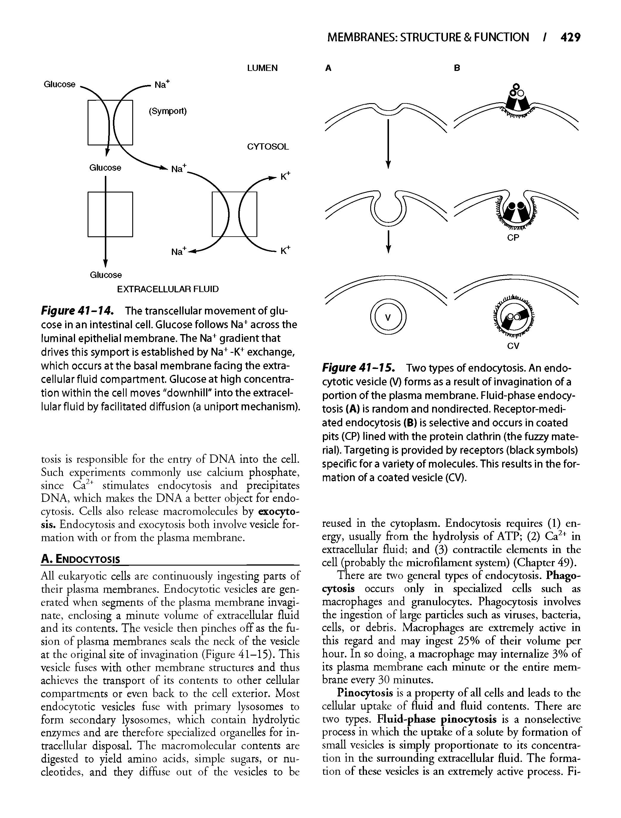 Figure 41-14. The transcellular movement of glucose in an intestinal cell. Glucose follows Na+ across the luminal epithelial membrane. The Na+ gradient that drives this symport is established by Na+ -K+ exchange, which occurs at the basal membrane facing the extra-ceiiuiarfiuid compartment. Glucose at high concentration within the ceii moves "downhill" into the extracel-iuiarfiuid by fadiitated diffusion (a uniport mechanism).