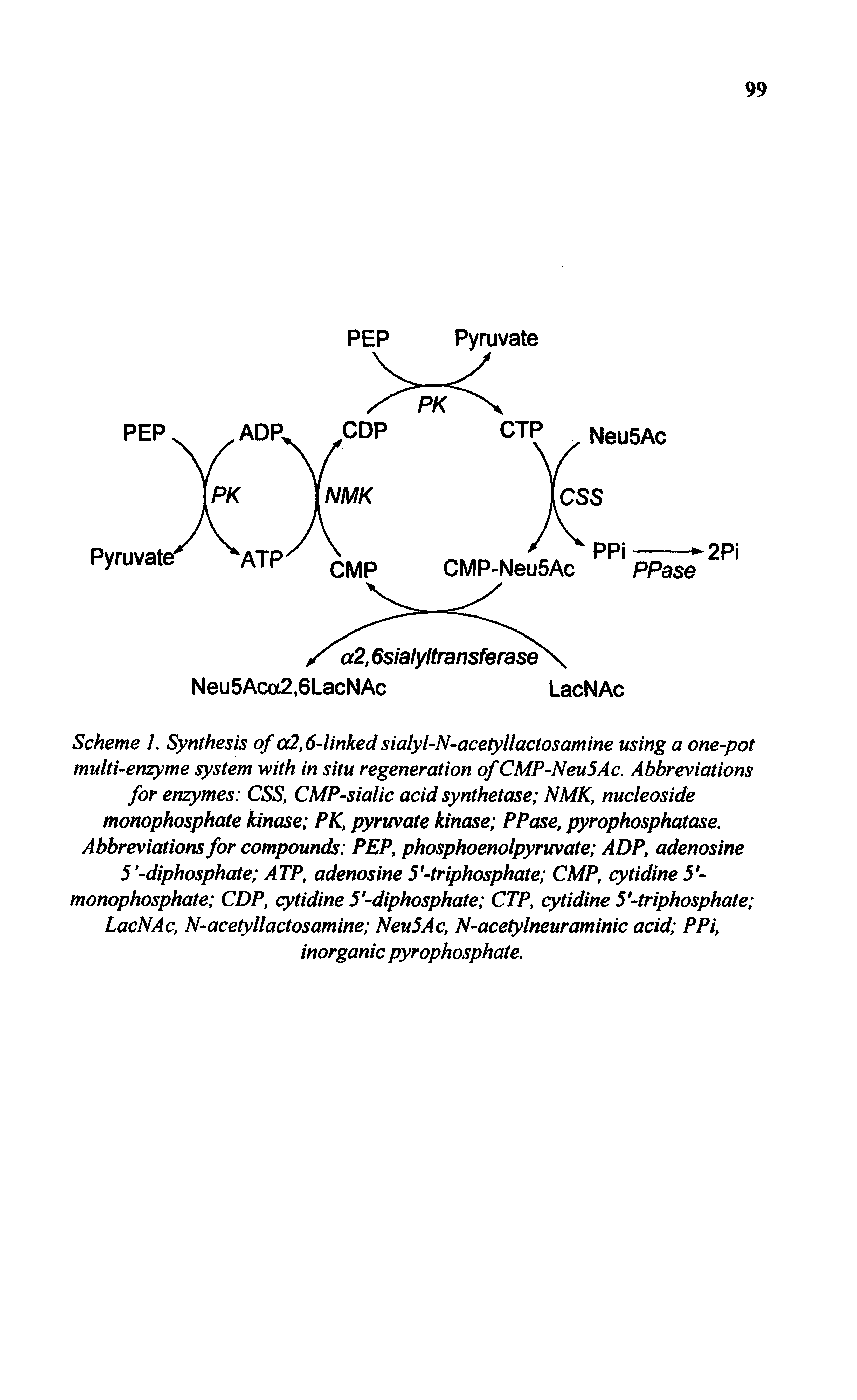 Scheme L Synthesis of a2,64inked sialyl-N-acetyllactosamine using a one-pot multi-enzyme system with in situ regeneration of CMP-Neu5Ac. Abbreviations for enzymes CSS, CMP-sialic acid synthetase NMK, nucleoside monophosphate kinase PK, pyruvate kinase PPase, pyrophosphatase. Abbreviations for compounds PEP, phosphoenolpyruvate ADP, adenosine 5 -diphosphate ATP, adenosine 5 -triphosphate CMP, cytidine 5-monophosphate CDP, cytidine 5 -diphosphate CTP, cytidine 5-triphosphate LacNAc, N-acetyllactosamine NeuSAc, N-acetylneuraminic acid PPi, inorganic pyrophosphate.