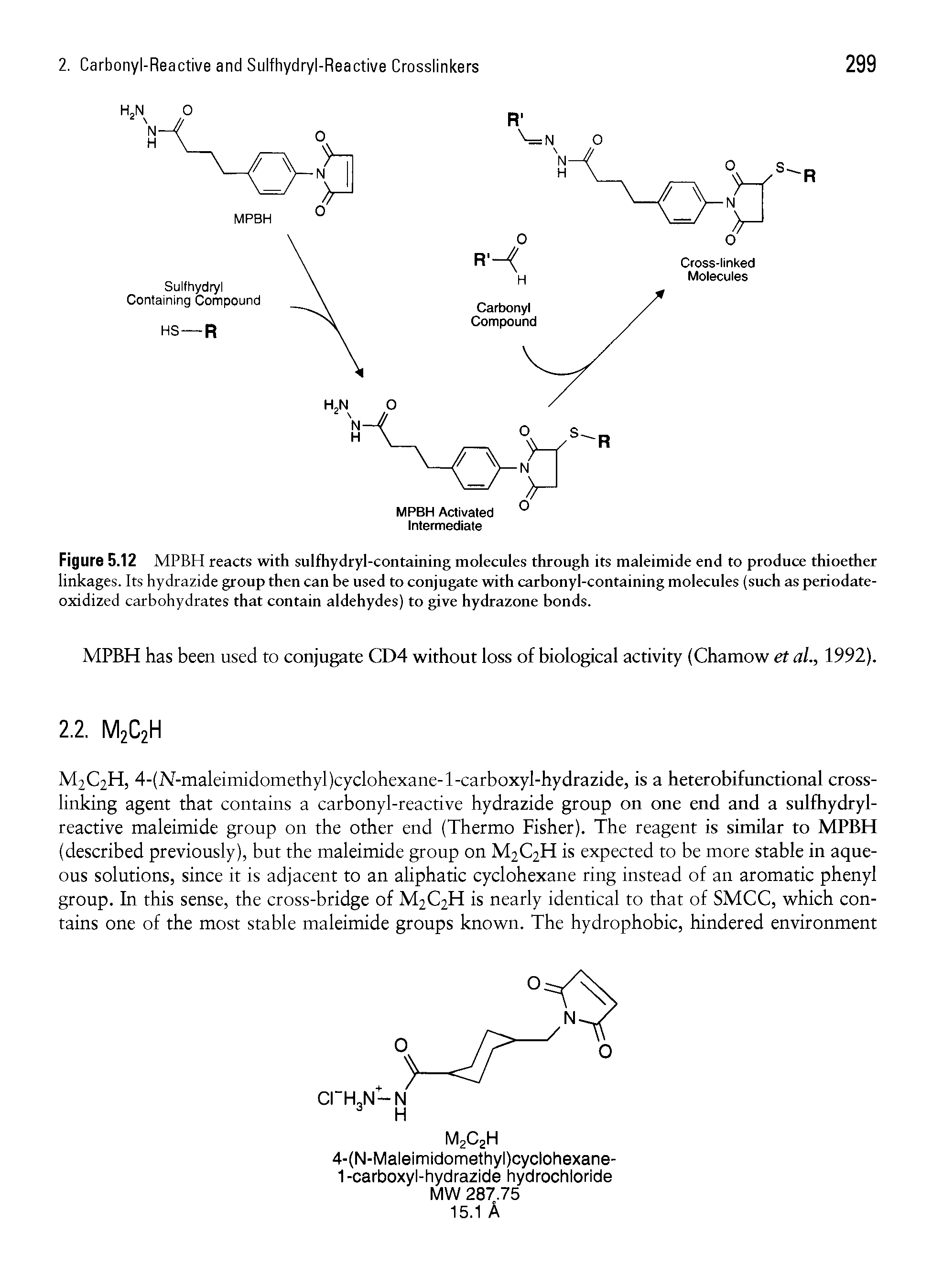 Figure 5.12 MPBH reacts with sulfhydryl-containing molecules through its maleimide end to produce thioether linkages. Its hydrazide group then can be used to conjugate with carbonyl-containing molecules (such as periodate-oxidized carbohydrates that contain aldehydes) to give hydrazone bonds.