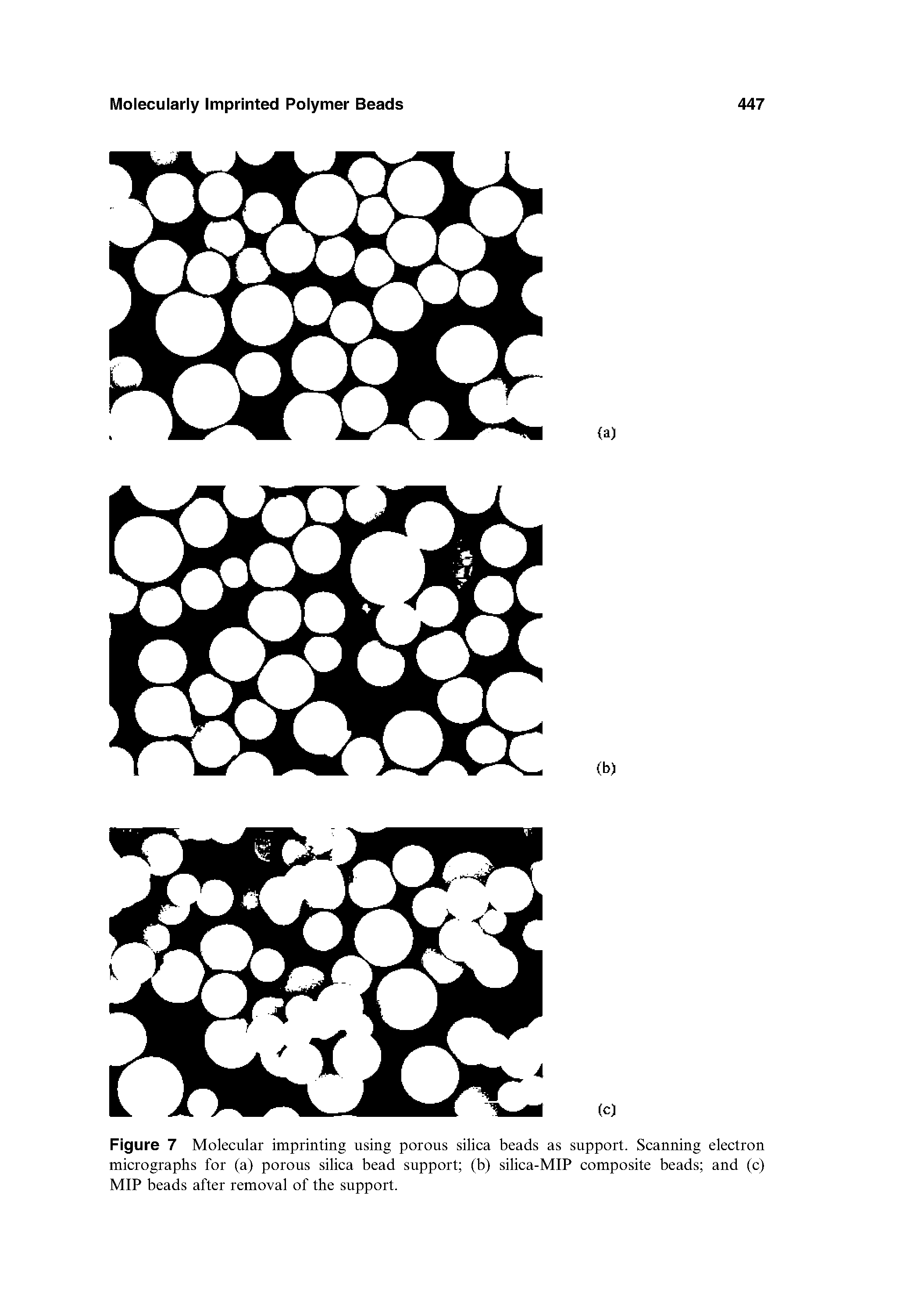 Figure 7 Molecular imprinting using porous silica beads as support. Scanning electron micrographs for (a) porous silica bead support (b) silica-MIP composite beads and (c) MIP beads after removal of the support.