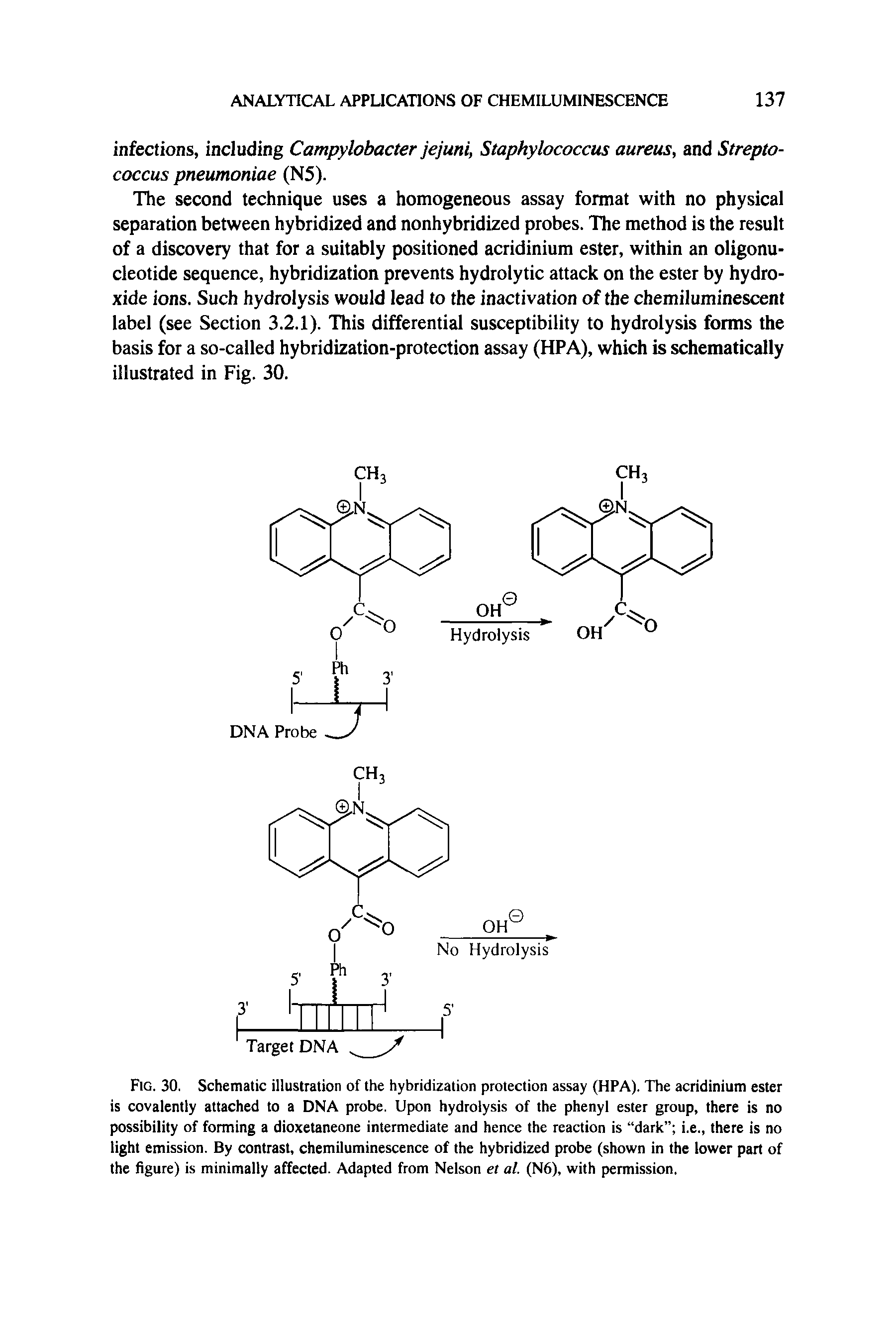 Fig. 30. Schematic illustration of the hybridization protection assay (HPA). The acridinium ester is covalently attached to a DNA probe. Upon hydrolysis of the phenyl ester group, there is no possibility of forming a dioxetaneone intermediate and hence the reaction is dark i.e., there is no light emission. By contrast, chemiluminescence of the hybridized probe (shown in the lower part of the figure) is minimally affected. Adapted from Nelson et at. (N6), with permission.