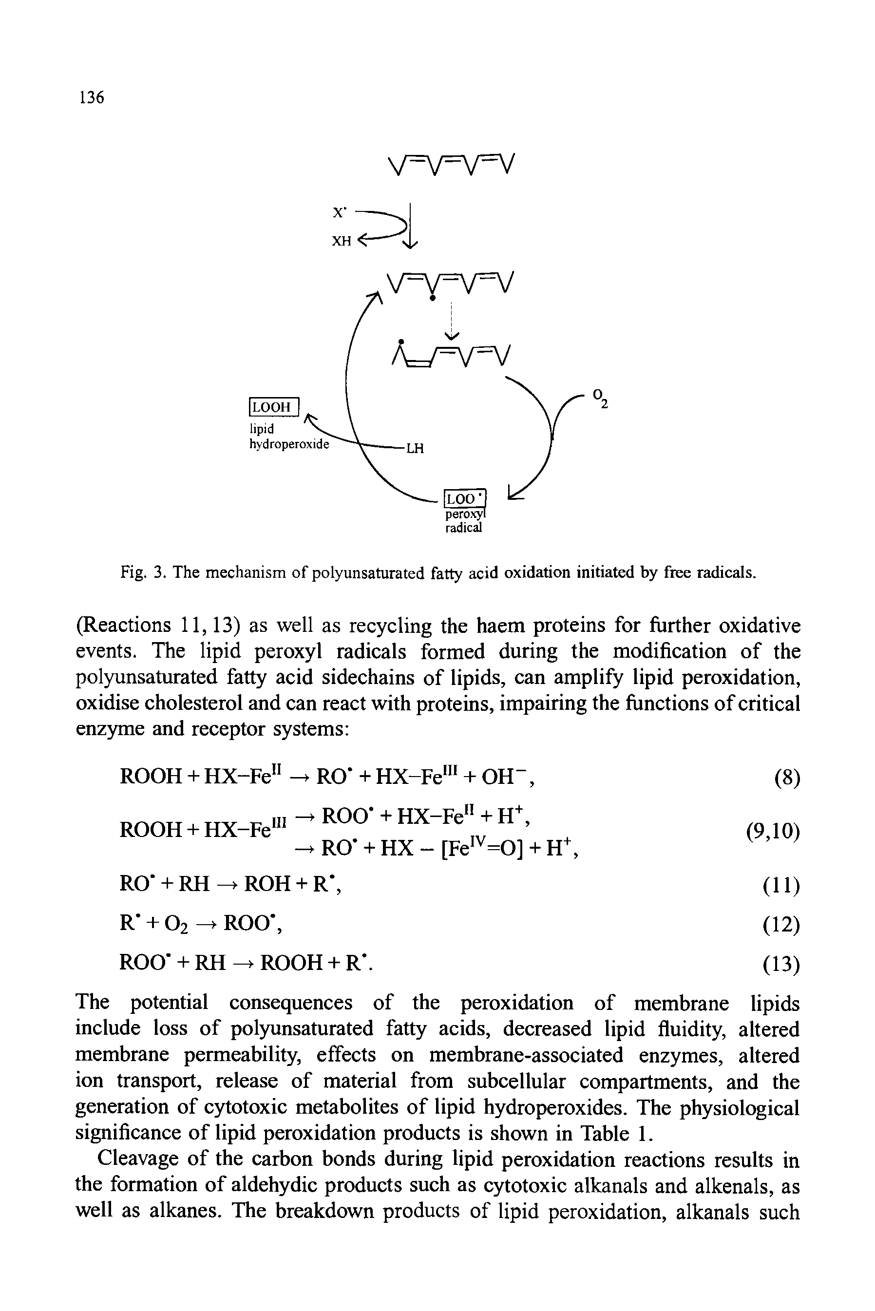 Fig. 3. The mechanism of polyunsaturated fatty acid oxidation initiated by free radicals.