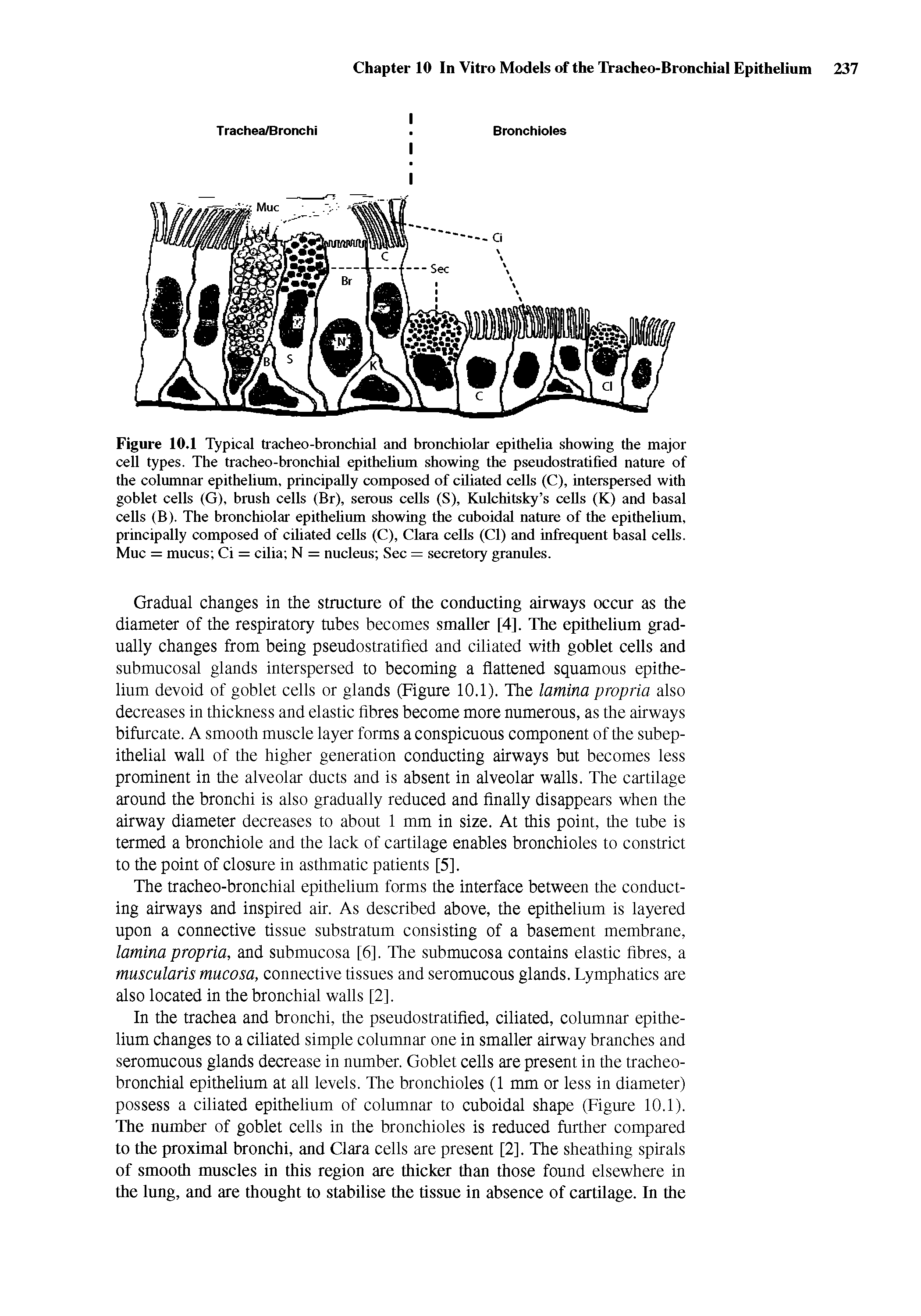 Figure 10.1 Typical tracheo-bronchial and bronchiolar epithelia showing the major cell types. The tracheo-bronchial epithelium showing the pseudostratified nature of the columnar epithelium, principally composed of ciliated cells (C), interspersed with goblet cells (G), brush cells (Br), serous cells (S), Kulchitsky s cells (K) and basal cells (B). The bronchiolar epithelium showing the cuboidal nature of the epithelium, principally composed of ciliated cells (C), Clara cells (Cl) and infrequent basal cells. Muc = mucus Ci = cilia N = nucleus Sec = secretory granules.