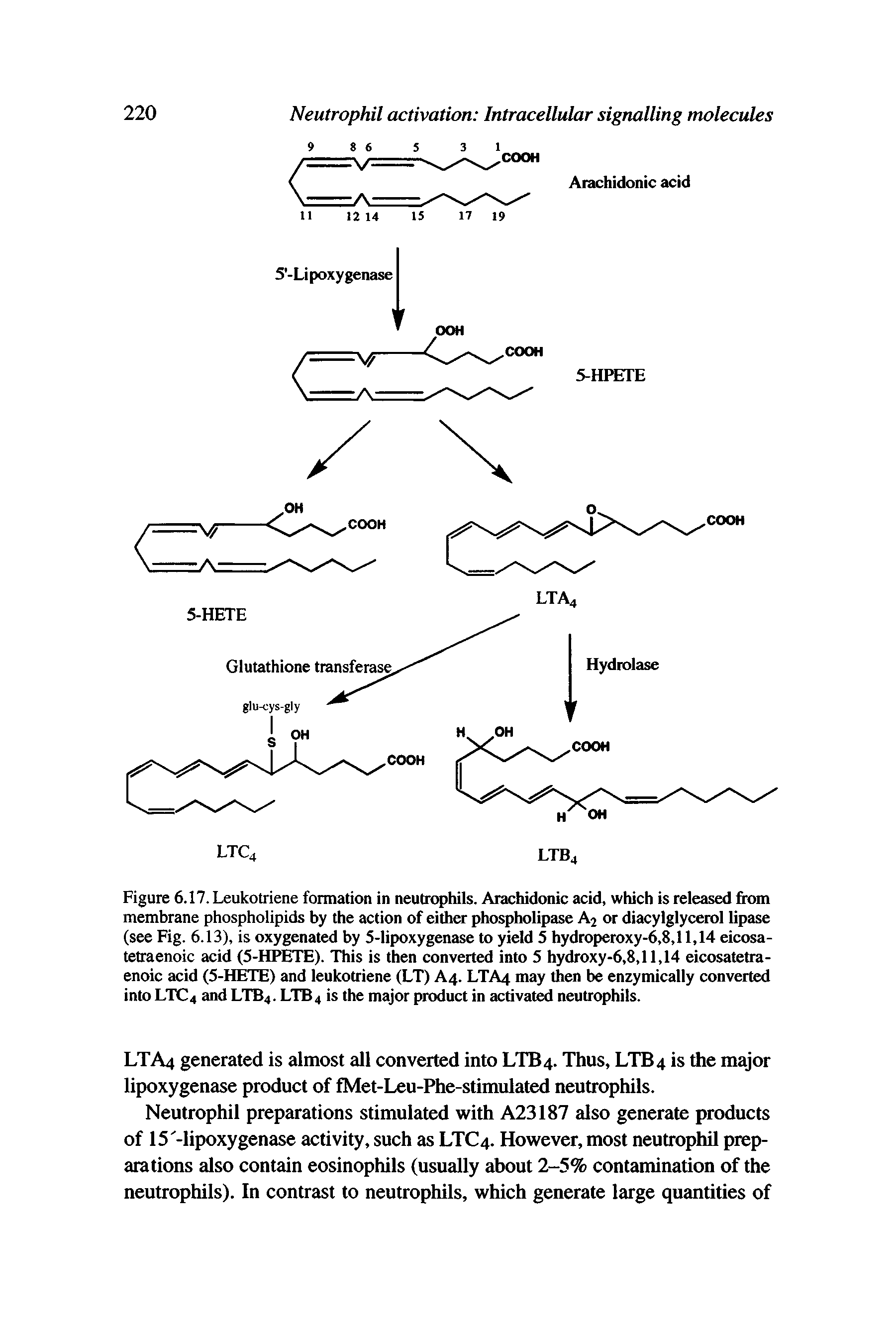 Figure 6.17. Leukotriene formation in neutrophils. Arachidonic acid, which is released from membrane phospholipids by the action of either phospholipase A2 or diacylglycerol lipase (see Fig. 6.13), is oxygenated by 5-lipoxygenase to yield 5 hydroperoxy-6,8,11,14 eicosa-tetraenoic acid (5-HPETE). This is then converted into 5 hydroxy-6,8,11,14 eicosatetra-enoic acid (5-HETE) and leukotriene (LT) A4. LTA4 may then be enzymically converted into LTC4 and LTB4. LTB4 is the major product in activated neutrophils.