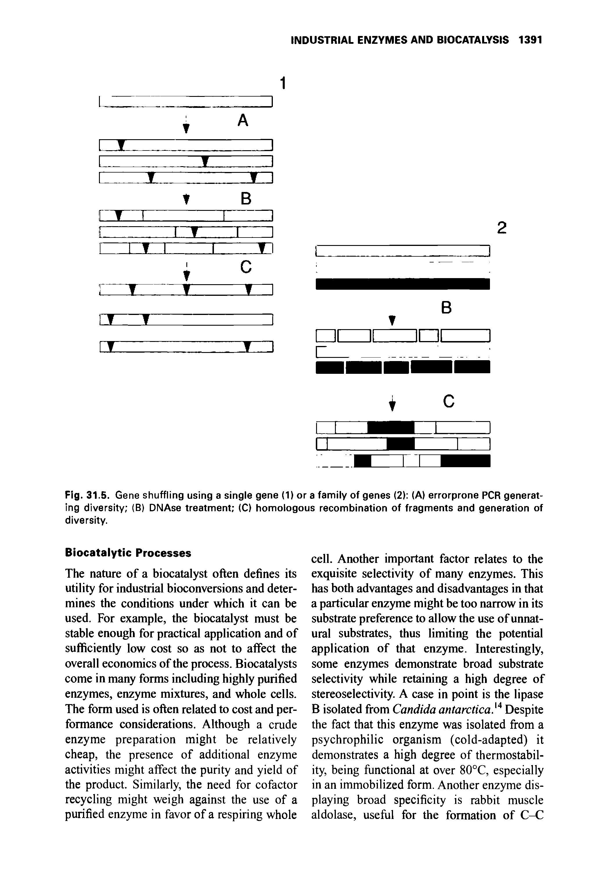 Fig. 31.5. Gene shuffling using a single gene (1) or a family of genes (2) (A) errorprone PCR generating diversity (B) DNAse treatment (C) homologous recombination of fragments and generation of diversity.