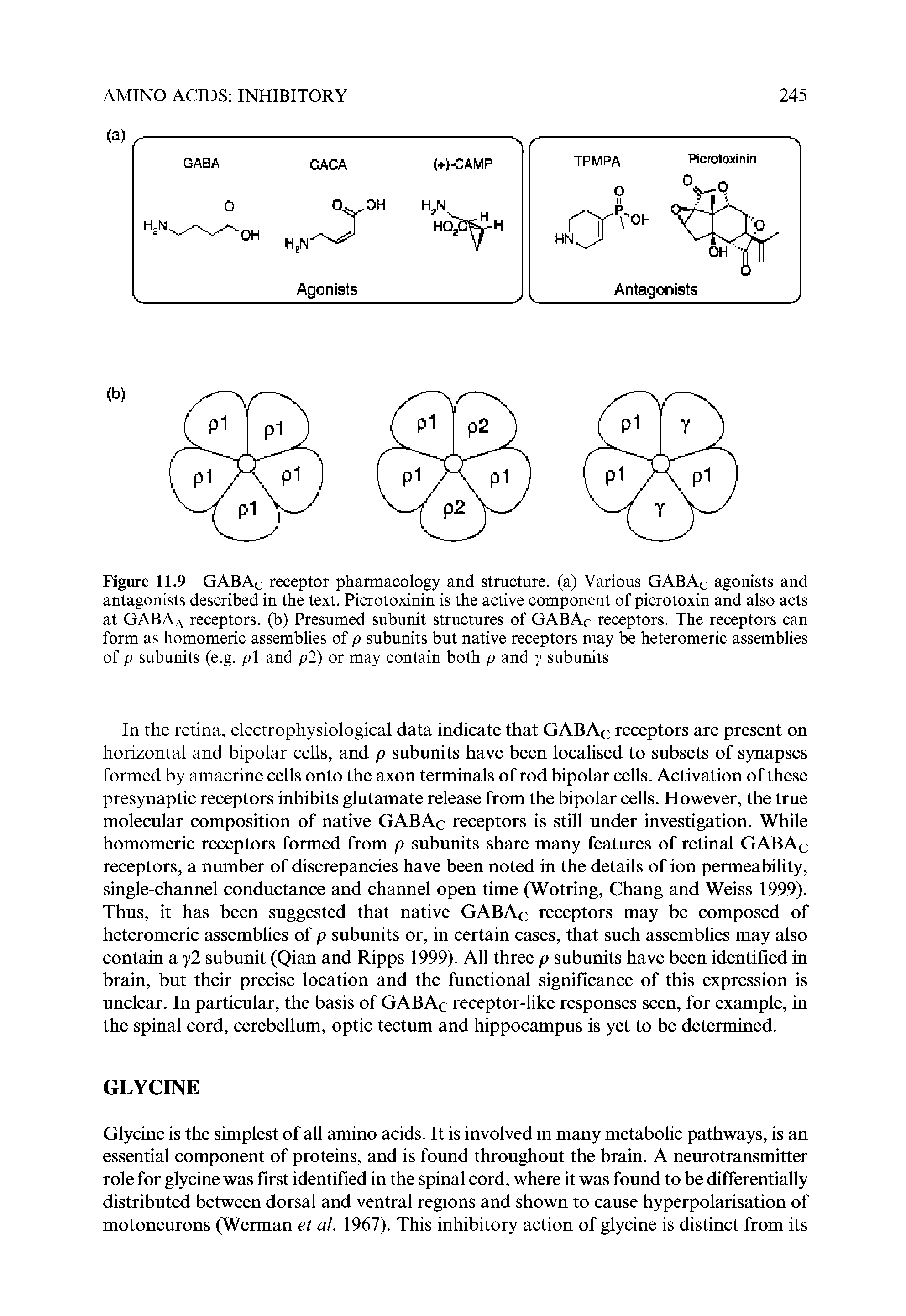 Figure 11.9 GAB Ac receptor pharmacology and structure, (a) Various GAB Ac agonists and antagonists described in the text. Picrotoxinin is the active component of picrotoxin and also acts at GABAa receptors, (b) Presumed subunit structures of GABAc receptors. The receptors can form as homomeric assemblies of p subunits but native receptors may be heteromeric assemblies of p subunits (e.g. pi and p2) or may contain both p and y subunits...