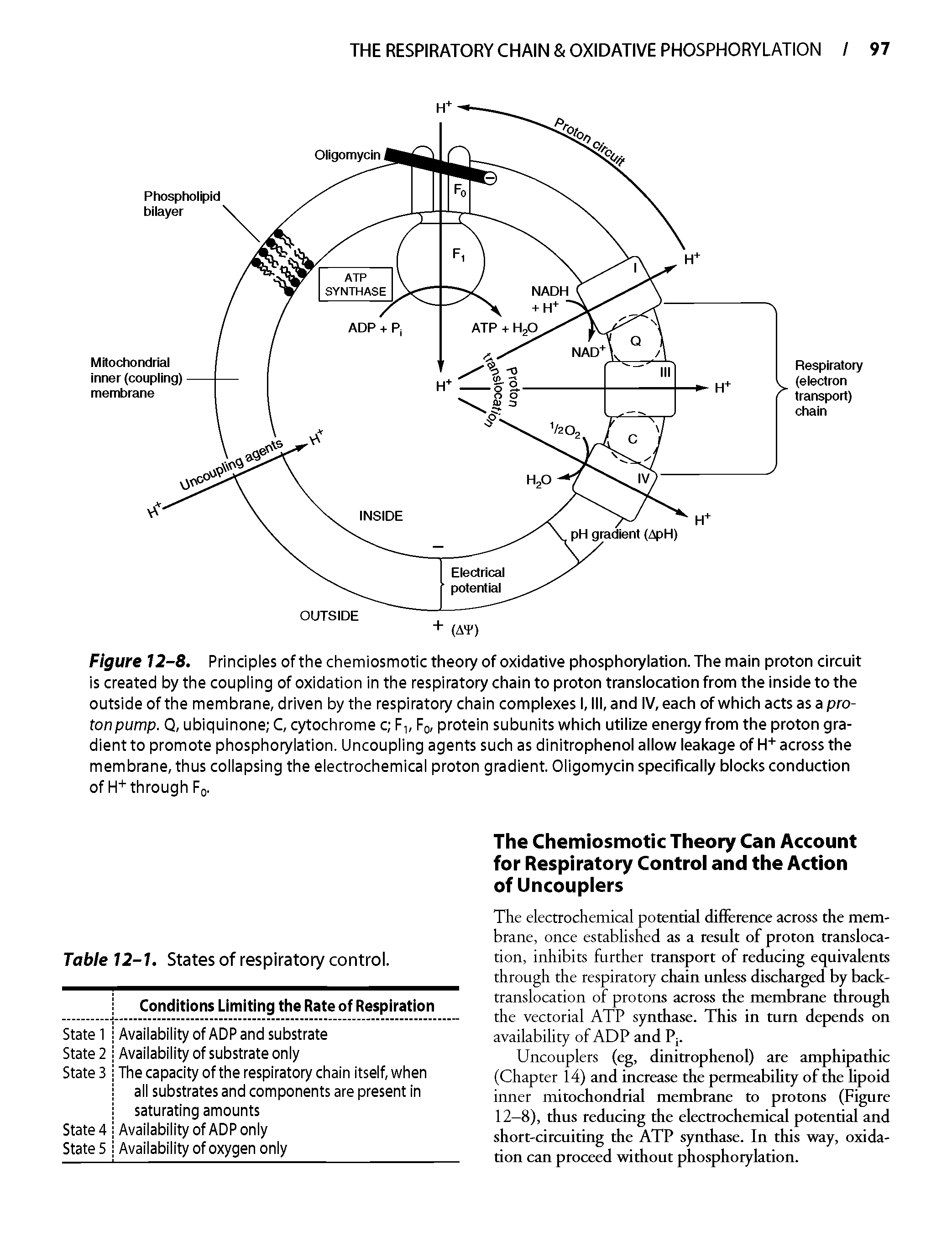 Figure 12-8. Principles of the chemiosmotic theory of oxidative phosphorylation. The main proton circuit is created by the coupling of oxidation in the respiratory chain to proton translocation from the inside to the outside of the membrane, driven by the respiratory chain complexes I, III, and IV, each of which acts as a protonpump. Q, ubiquinone C, cytochrome c F Fq, protein subunits which utilize energy from the proton gradient to promote phosphorylation. Uncoupling agents such as dinitrophenol allow leakage of H" across the membrane, thus collapsing the electrochemical proton gradient. Oligomycin specifically blocks conduction of H" through Fq.