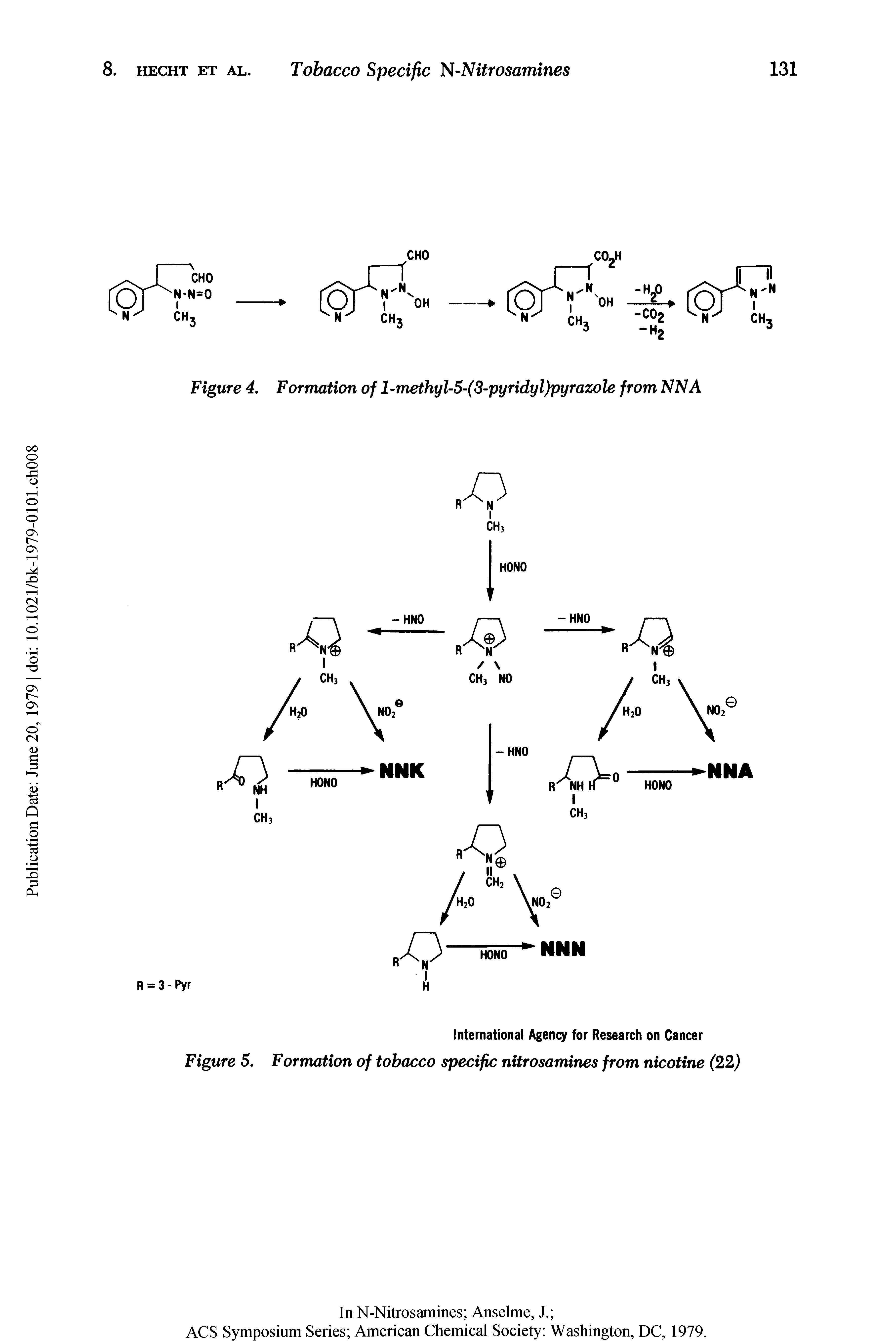 Figure 4. Formation of l-methyl-5-(3-pyridyl)pyrazole from NNA...