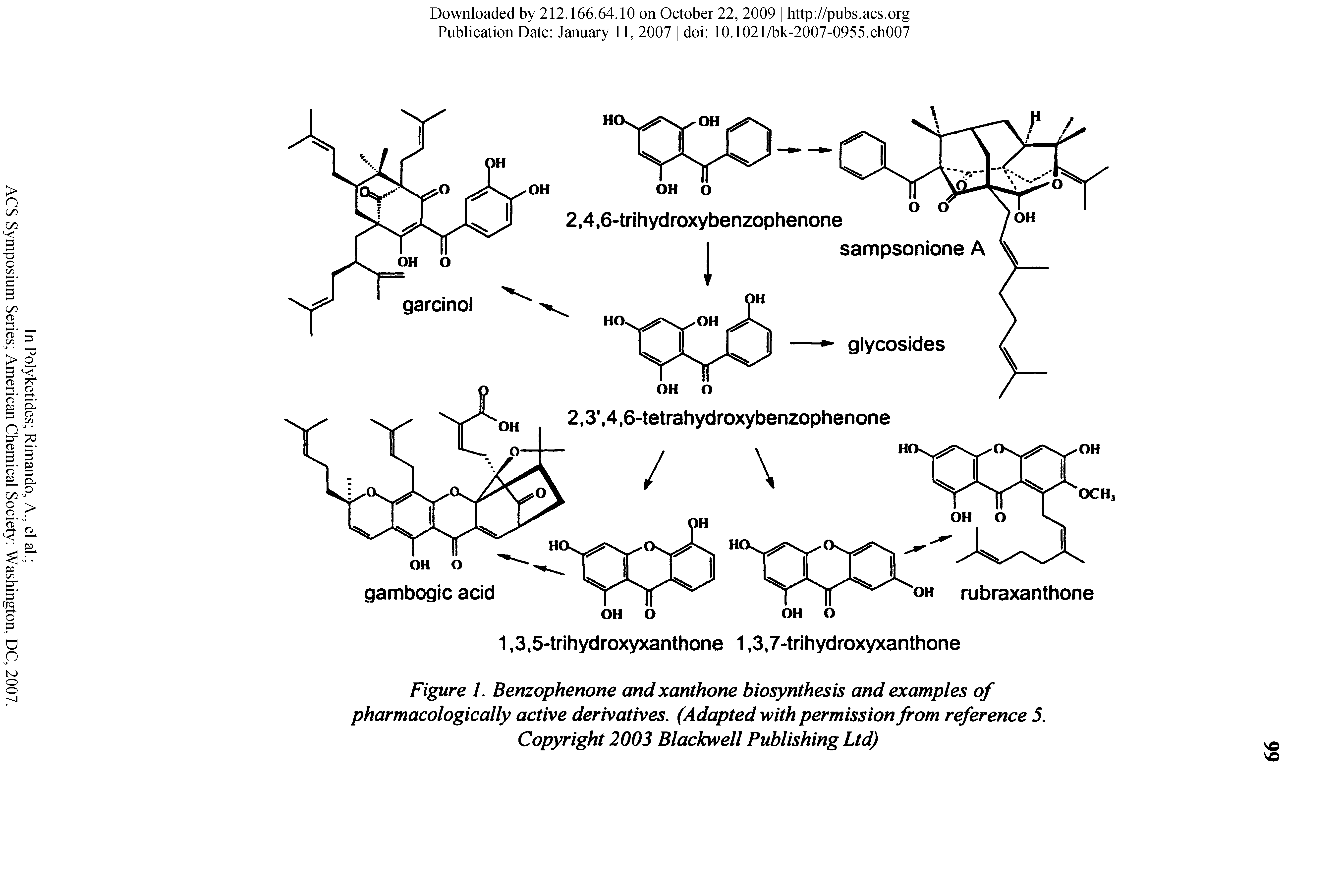Figure I. Benzophenone and xanthone biosynthesis and examples of pharmacologically active derivatives. (Adapted with permission from reference 5. Copyright 2003 Blackwell Publishing Ltd)...
