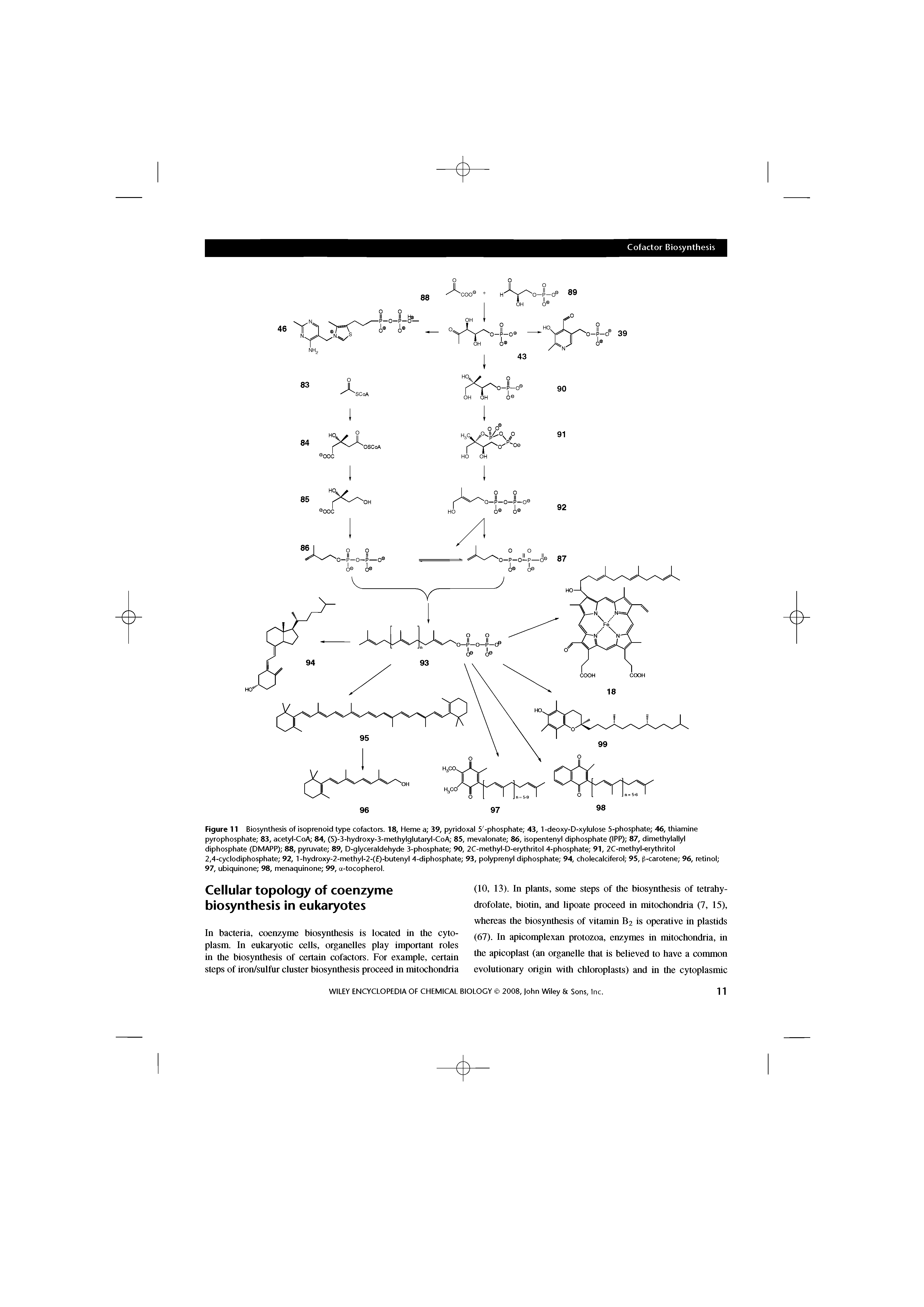 Figure 11 Biosynthesis of isoprenoid type cofactors. 18, Heme a 39, pyridoxal 5 -phosphate 43, 1-deoxy-D-xylulose 5-phosphate 46, thiamine pyrophosphate 83, acetyl-CoA 84, (S)-3-hydroxy-3-methylglutaryl-CoA 85, mevalonate 86, isopentenyl diphosphate (IPP) 87, dimethylallyl diphosphate (DMAPP) 88, pyruvate 89, D-glyceraldehyde 3-phosphate 90, 2C-methyl-D-erythritol 4-phosphate 91, 2C-methyl-erythritol 2,4-cyclodiphosphate 92, 1-hydroxy-2-methyl-2-( )-butenyl 4-diphosphate 93, polyprenyl diphosphate 94, cholecalciferol 95, fS-carotene 96, retinol 97, ubiquinone 98, menaquinone 99, a-tocopherol.