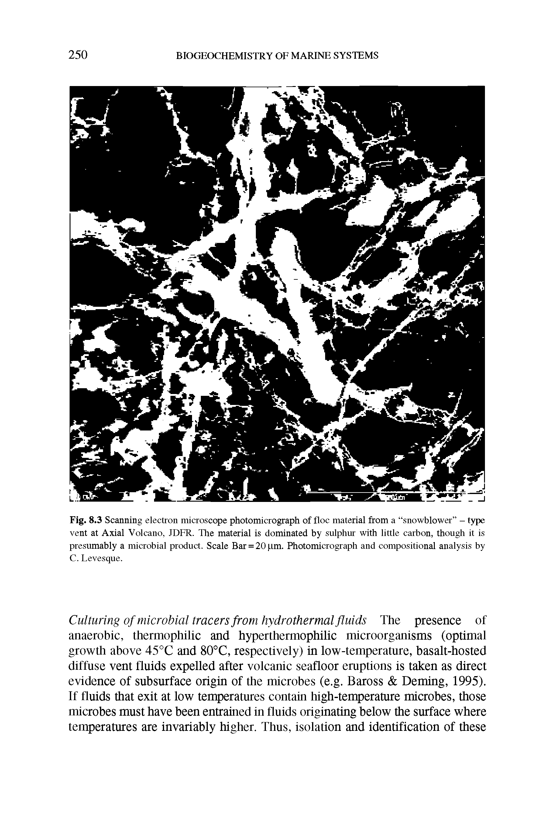 Fig. 8.3 Scanning electron microscope photomicrograph of floe material from a snowblower - type vent at Axial Volcano, JDFR. The material is dominated by sulphur with little carbon, though it is presumably a microbial product. Scale Bar = 20 pm. Photomicrograph and compositional analysis by C. Levesque.