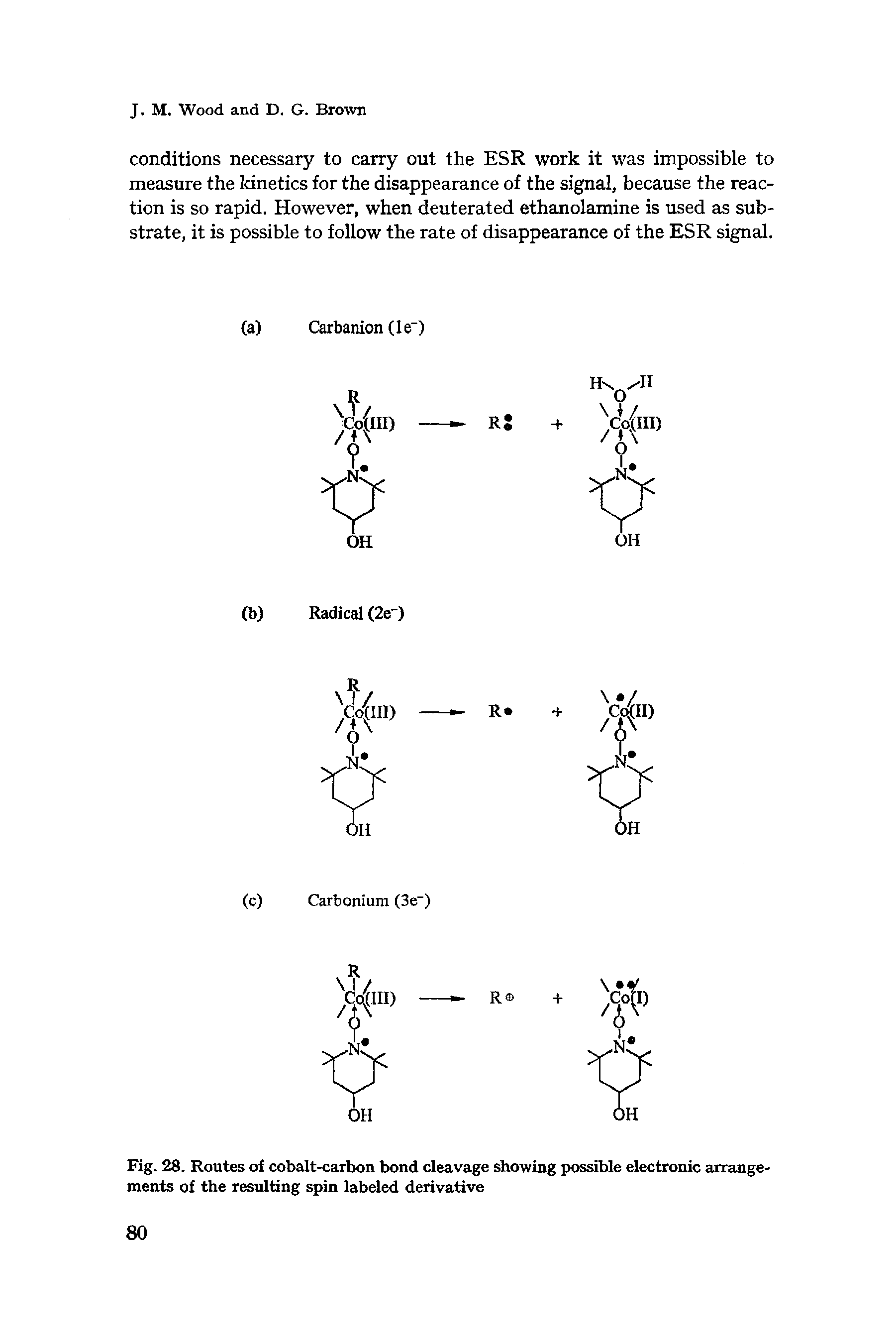 Fig. 28. Routes of cobalt-carbon bond cleavage showing possible electronic arrangements of the resulting spin labeled derivative...